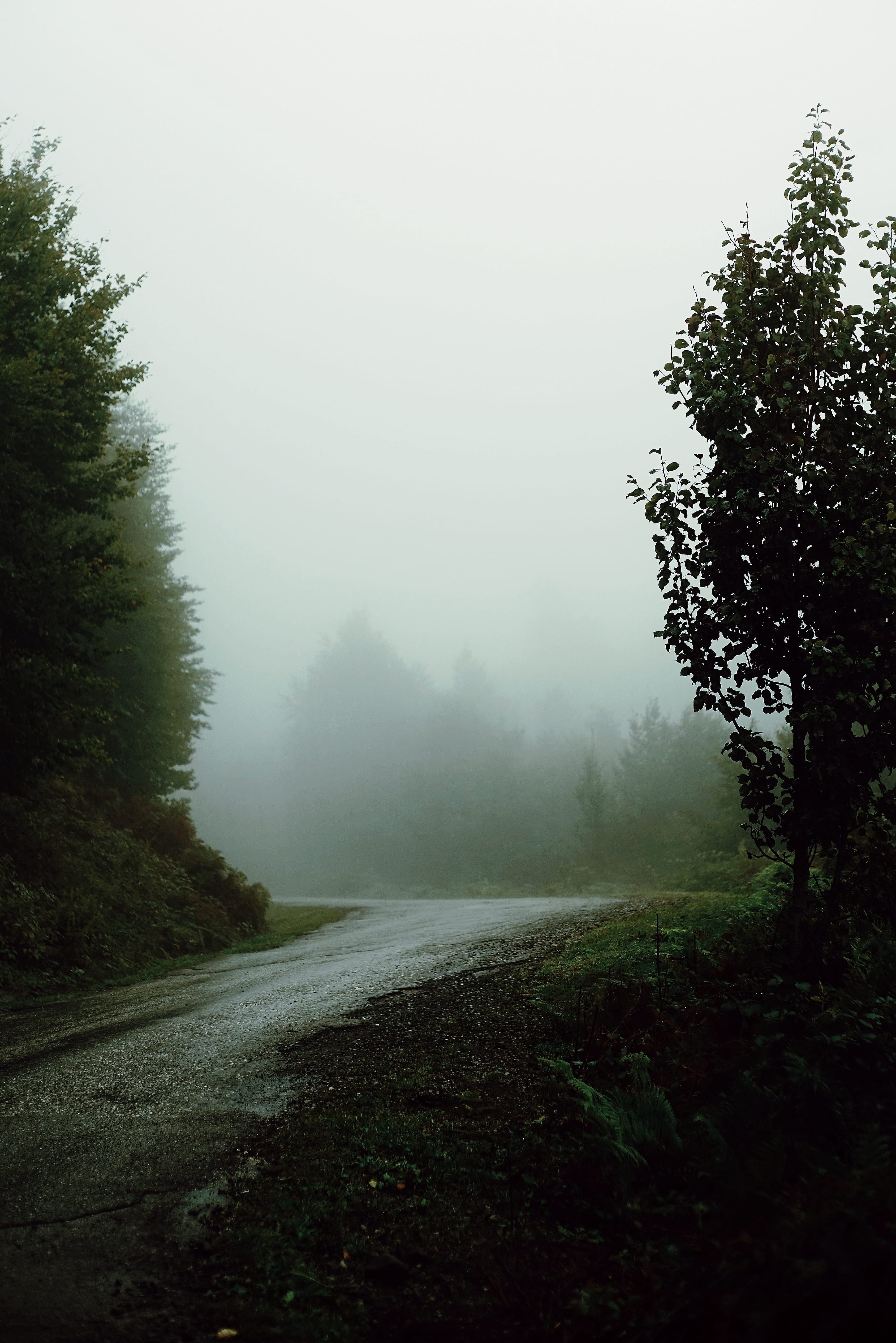tranquil scene, street, land, leaf, tranquility, trail, fog, the way forward, quiet, sky, direction, curve, day, roadtrip, scenics - nature, landscape, Phone HD Wallpaper