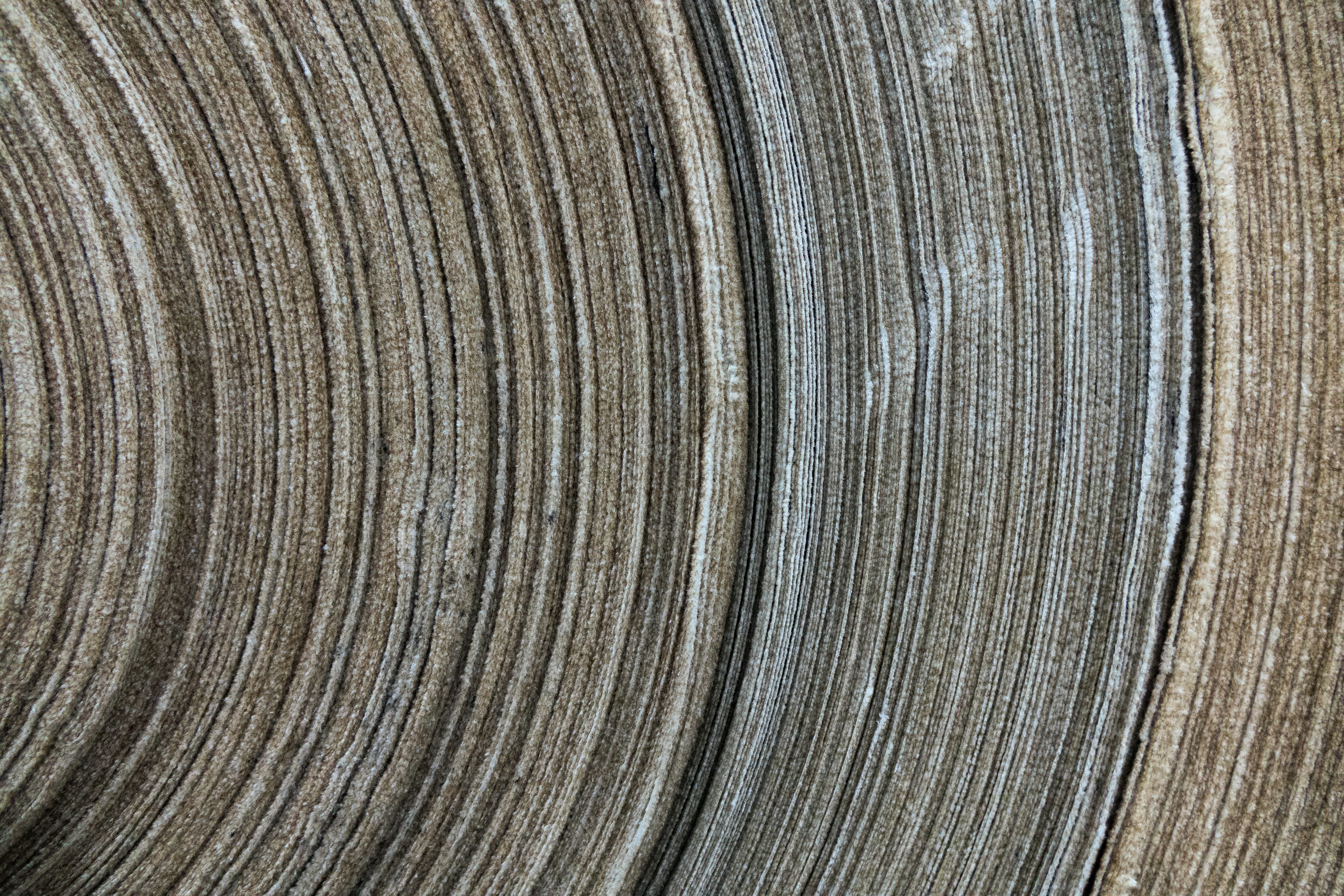 wood - material, extreme close-up, silver colored, natural pattern, design, outdoors, striped, wood, nature, roll, tree ring, cloth, background, layer, HD Wallpaper