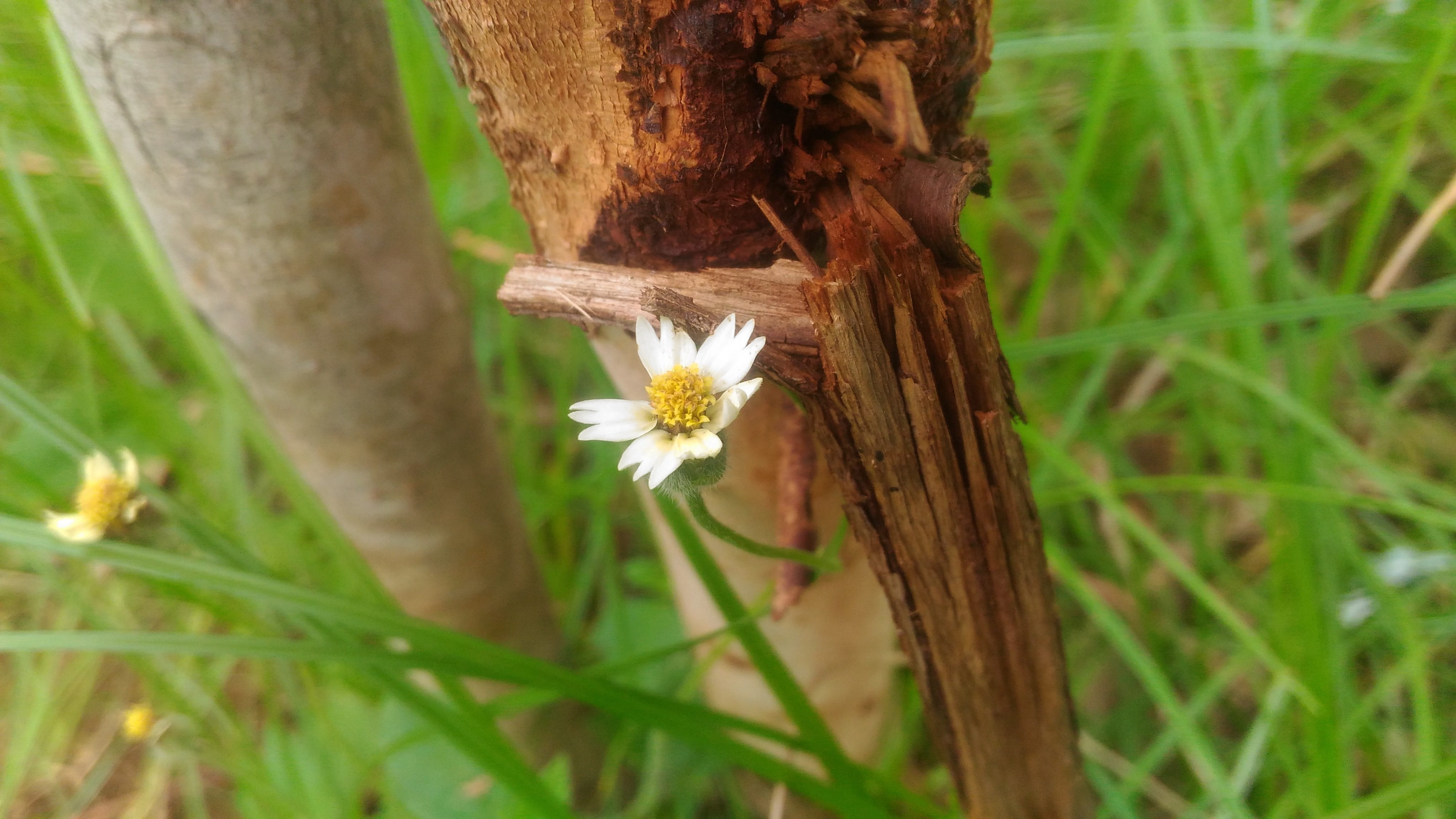 outdoors, vintage, growth, branch, design, tree trunk, retro, trunk, camera, blooming, floral, close-up, tree, nature, green color, garden, decoration, HD Wallpaper