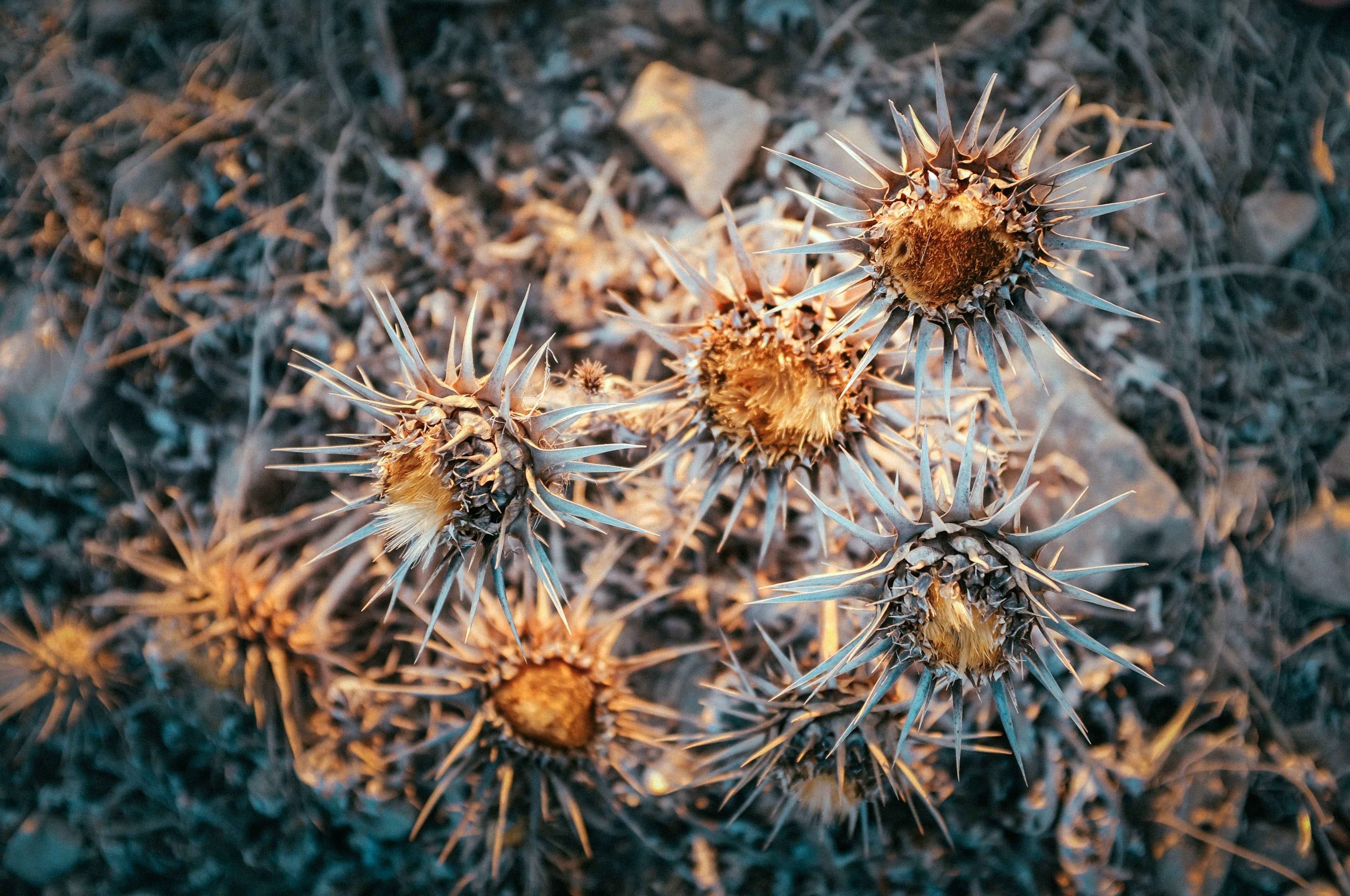 botany, close-up, no people, botanist, flowering plant, artwork, colorful, print, dried, day, watercolor, motif, outdoors, field, flower head, 4K, retro, HD Wallpaper