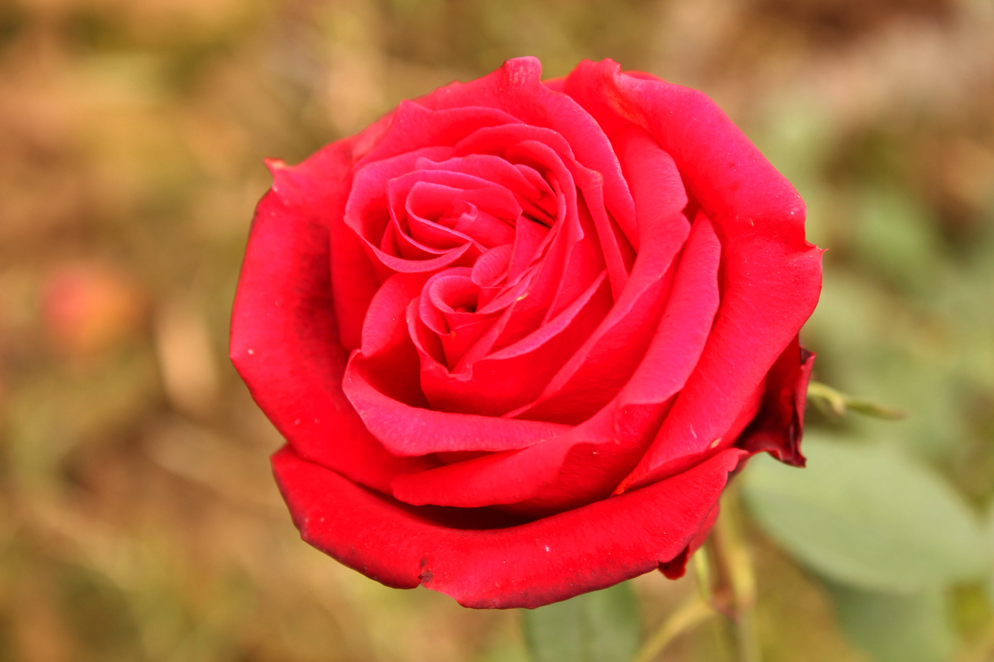 design, branch, Garden, rose, fragility, freshness, floral, bush, decoration, beauty in nature, Flower, organic, flower head, romantic, growth, plant, park, HD Wallpaper