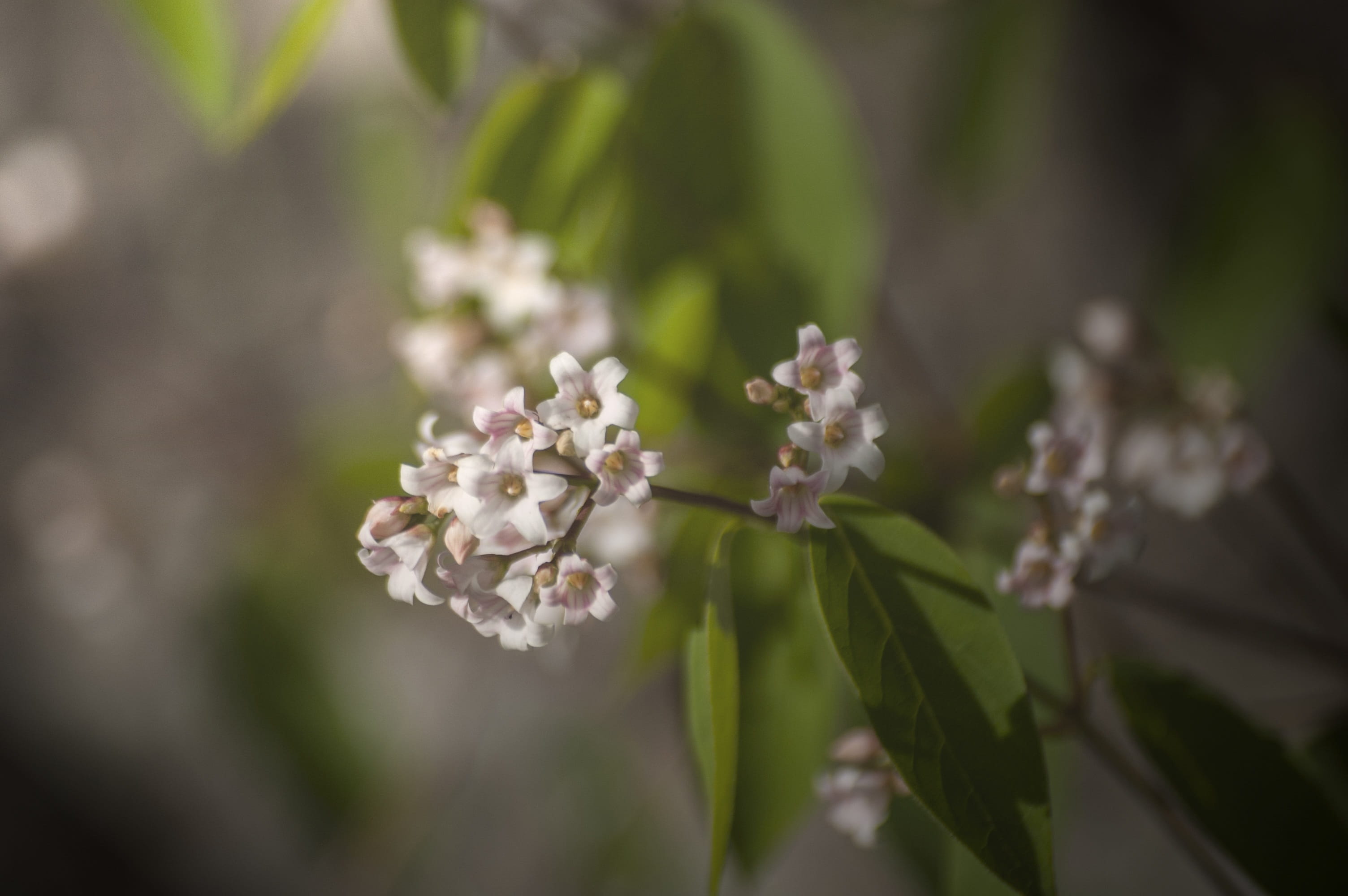 bloom, environment, focus on foreground, canada, springtime, white color, red, conservation, natural, leaf, south, cherry blossom, skaha buffs, plant part, HD Wallpaper