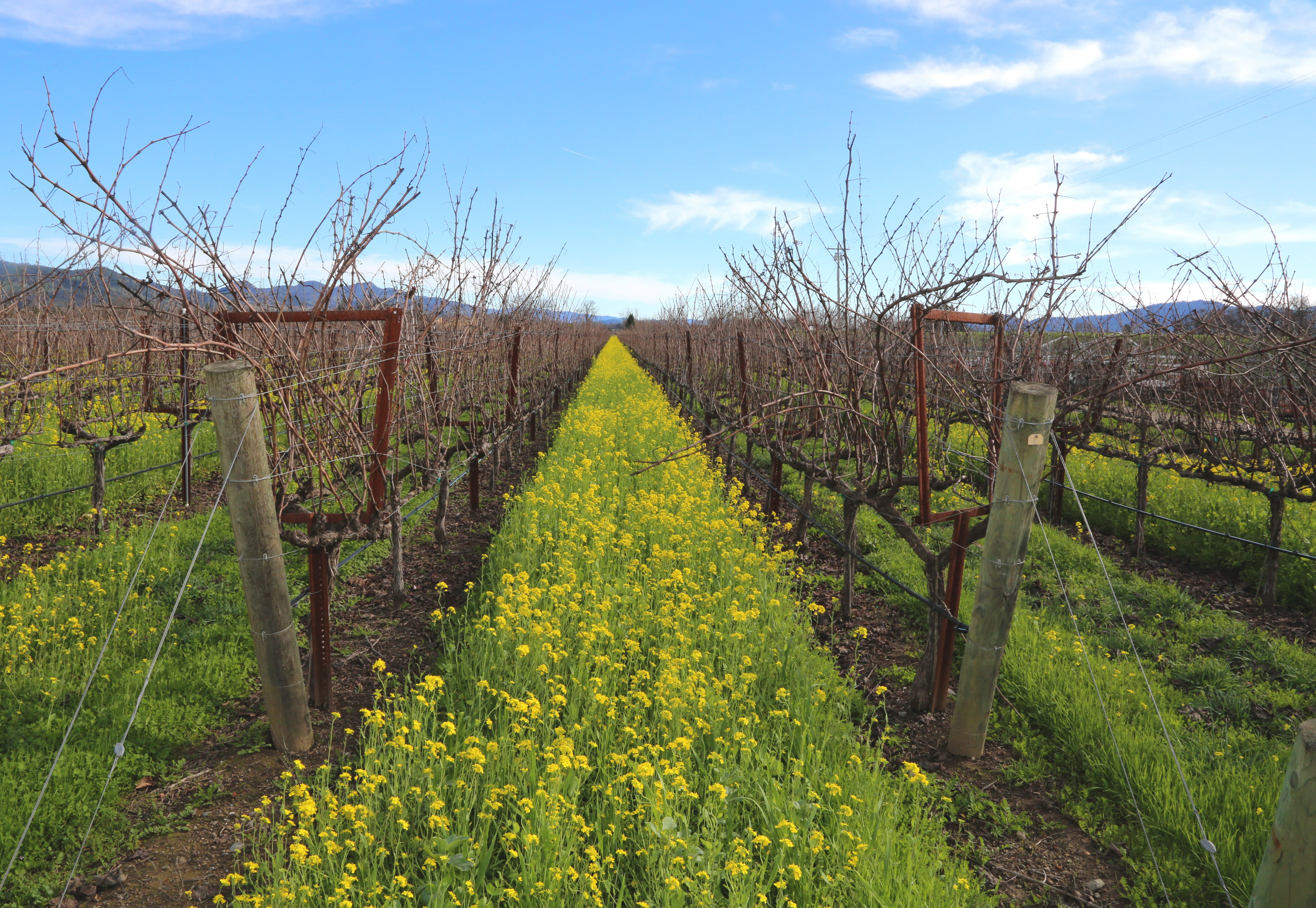 napa valley, nature, plant, field, 5K, farm, no people, yellow, winemaking, mustard bloom, growing, plantation, grape, country, valley, flower, travel, HD Wallpaper