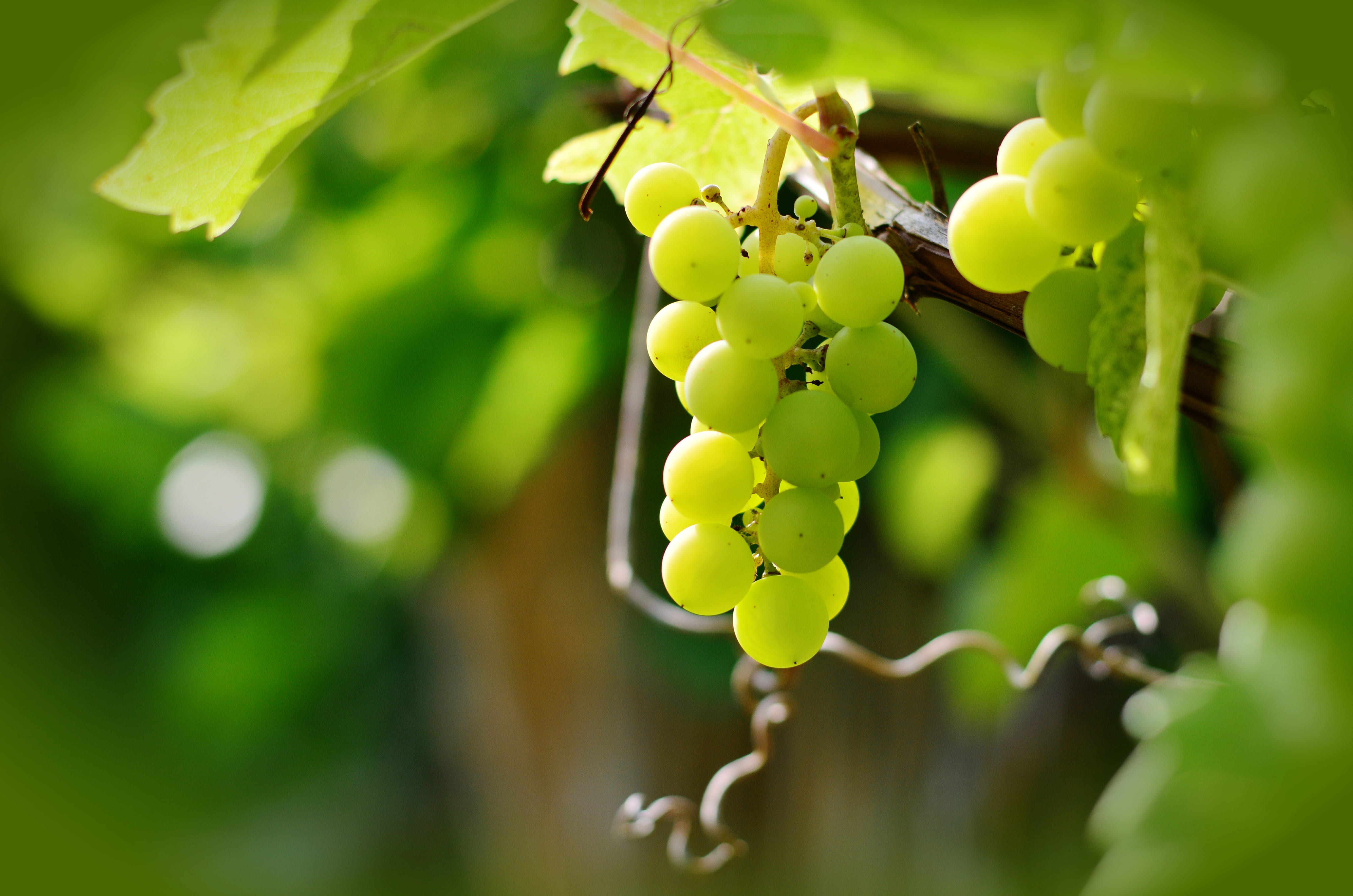 bunch, crop, plant part, close-up, photo, green color, ripe, grapevine, wine, freshness, vineyard, food and drink, rural scene, 5K, grapes, healthy eating, HD Wallpaper