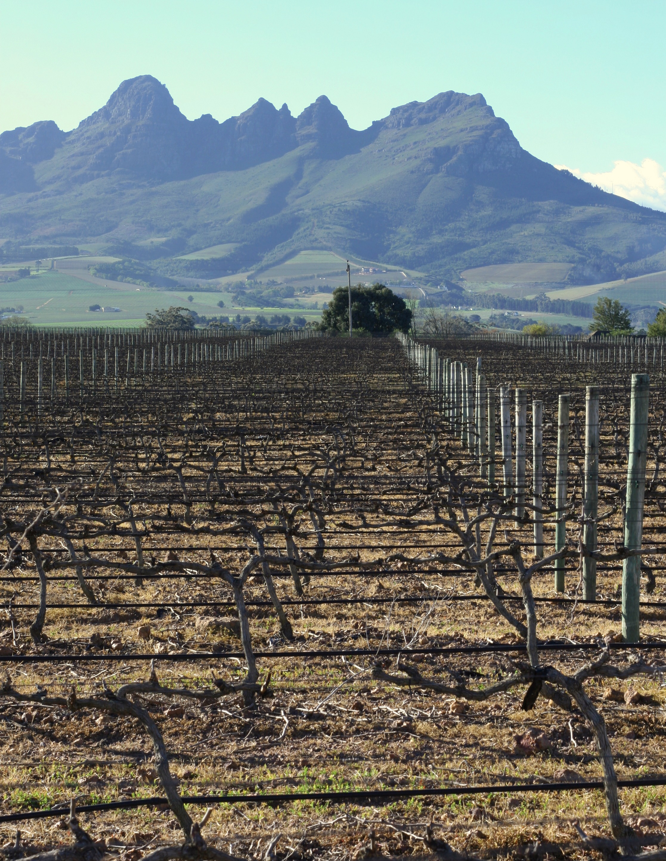 winery, scenics - nature, no people, grapes, rural, tranquility, wooden post, mountain range, field, vines, countryside, stellenbosch, fence, farm, sky, Phone HD Wallpaper