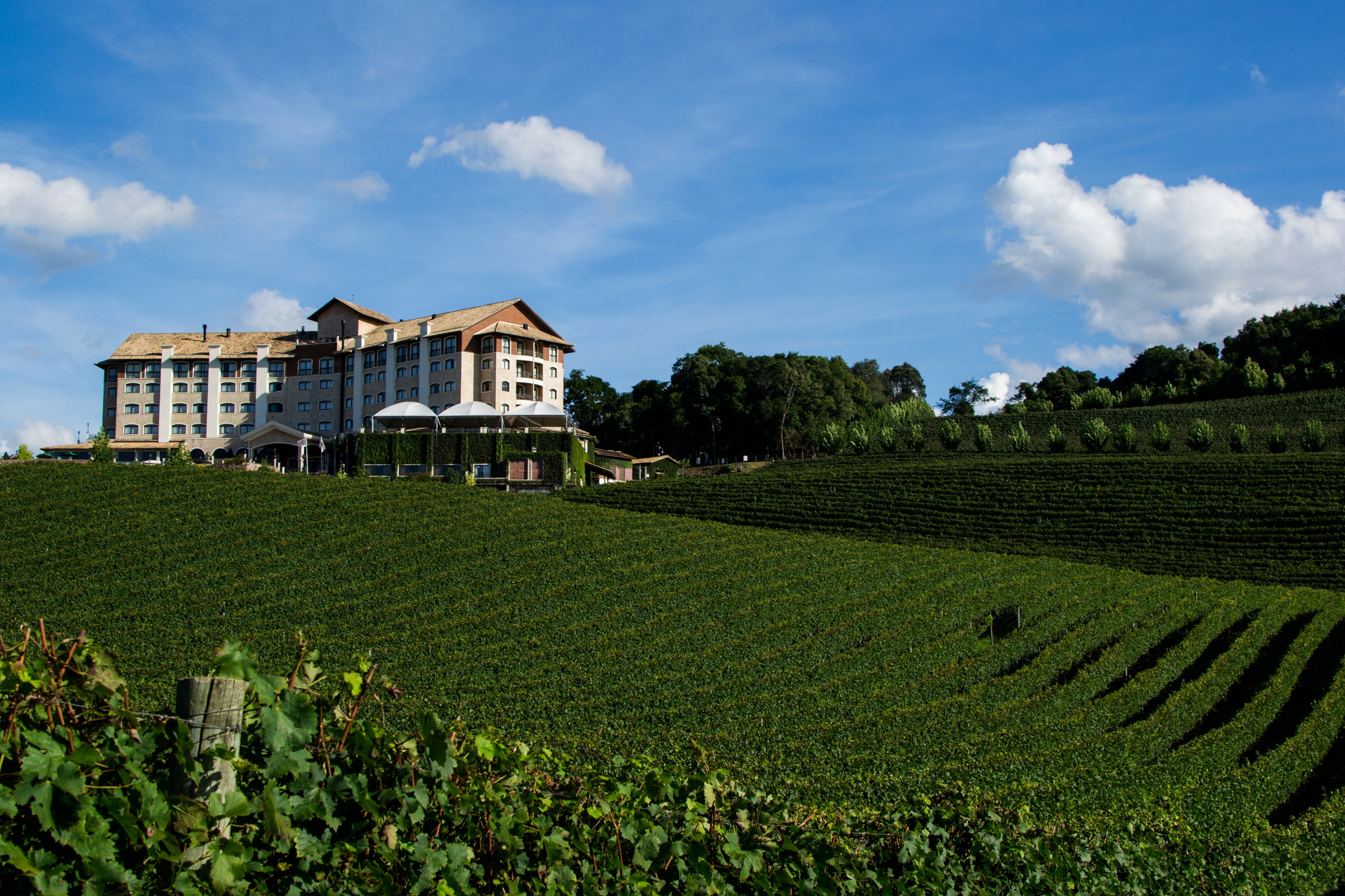 sky, plant, no people, growth, rural Scene, 4K, residential district, vine, brazil, serra gaucha, plantation, building exterior, vineyard, spa wine, nature, HD Wallpaper