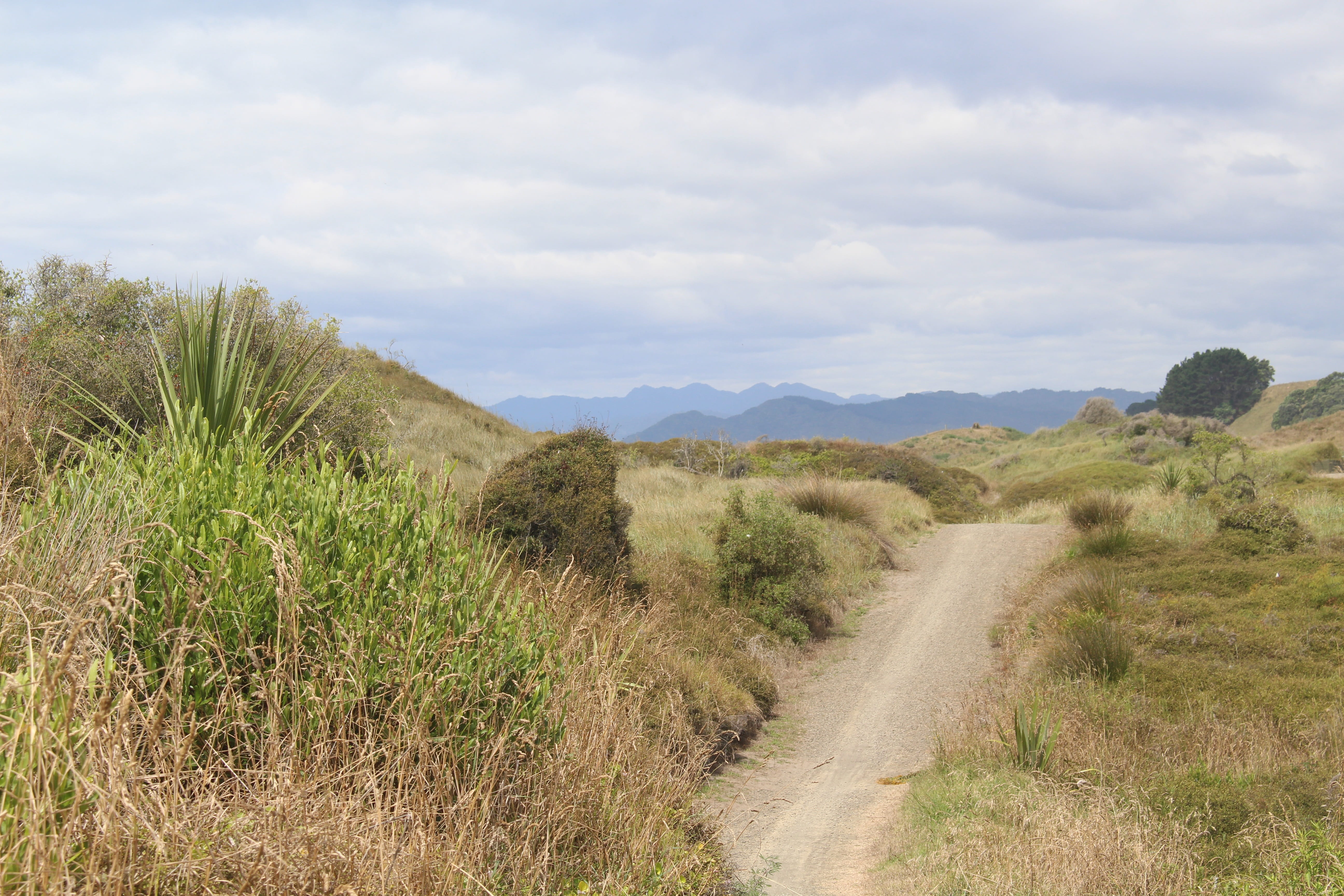 plant, Opotiki, dunes, North Island, grasses, holiday, tranquility, environment, grass, quiet, sky, non-urban scene, dune grass, 5K, landscape, cloud - sky, HD Wallpaper
