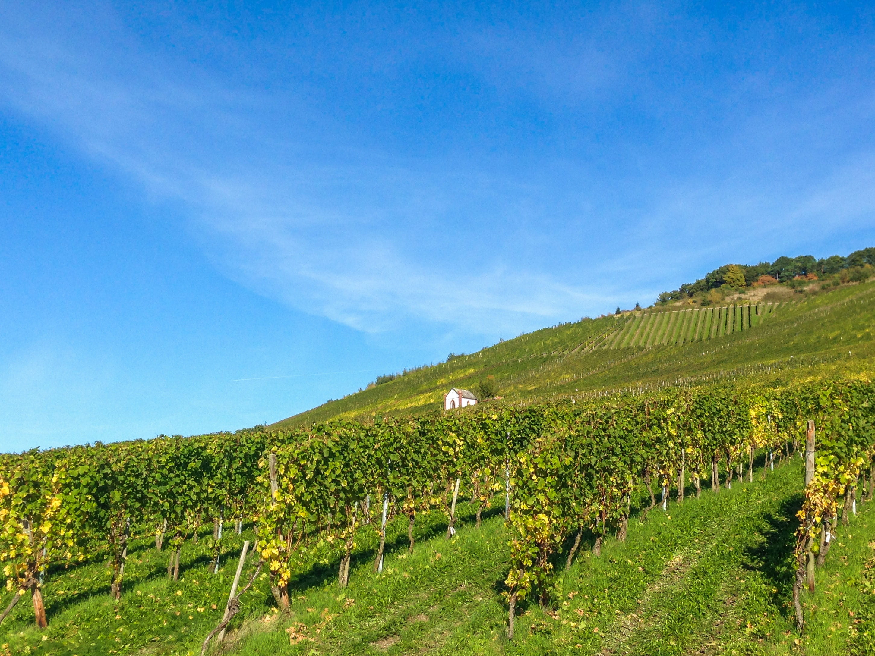 slate, grass, farm, agriculture, steep location, green color, germany, tree, wine, land, sky, environment, autumn perennial, 2K, steep slope, outdoors, HD Wallpaper