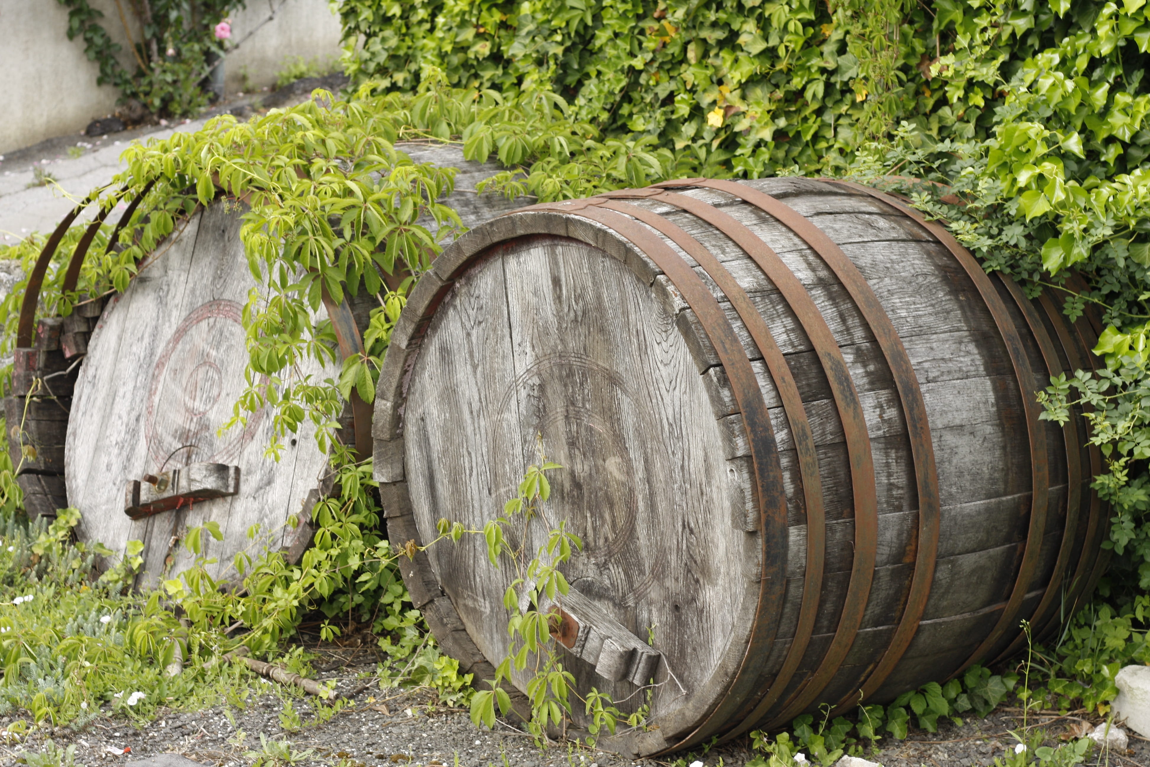 wine cask, wood - material, outdoors, wheel, material, storage, land, barrel, nature, agriculture, day, growth, 4K, container, no people, wood, tree, wine, HD Wallpaper