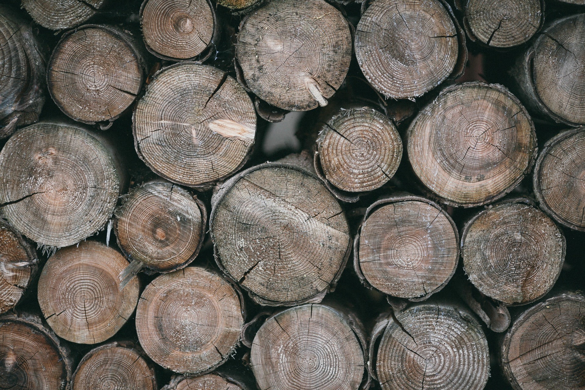 tree, timber, large group of objects, pattern, wood, heap, abundance, 1080P, photography, deforestation, fire, forest, log, firewood, woodpile, fuel and power generation, HD Wallpaper