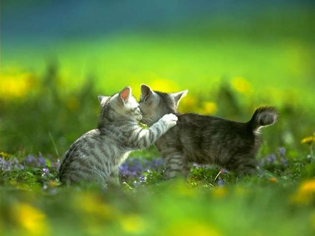 hd, 480P, secret, nature, animals, cats, got, ve, art, KITTENS, HD Wallpaper