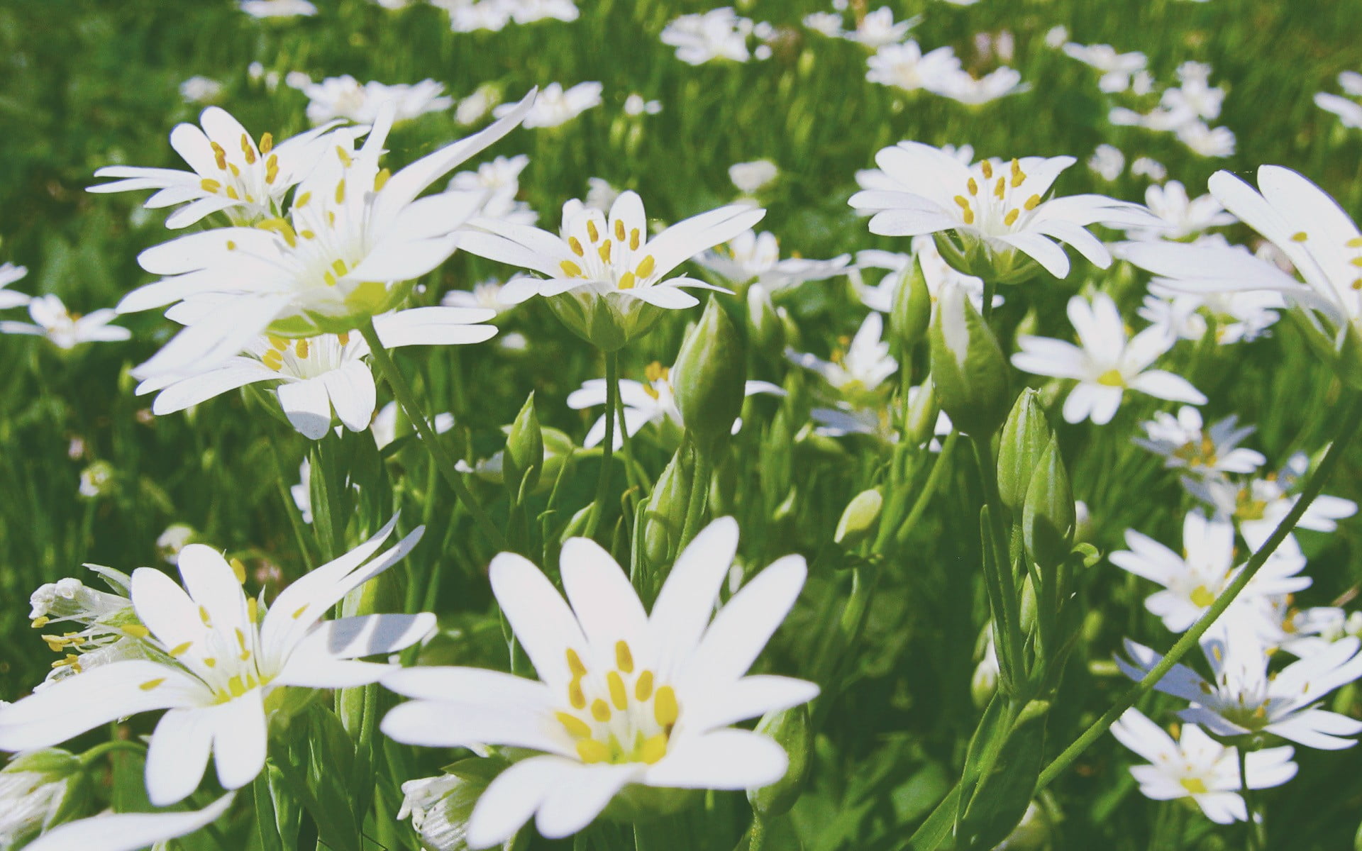 no people, day, pollen, white, vulnerability, green color, white color, land, lilies, freshness, petal, springtime, inflorescence, focus on foreground, HD Wallpaper