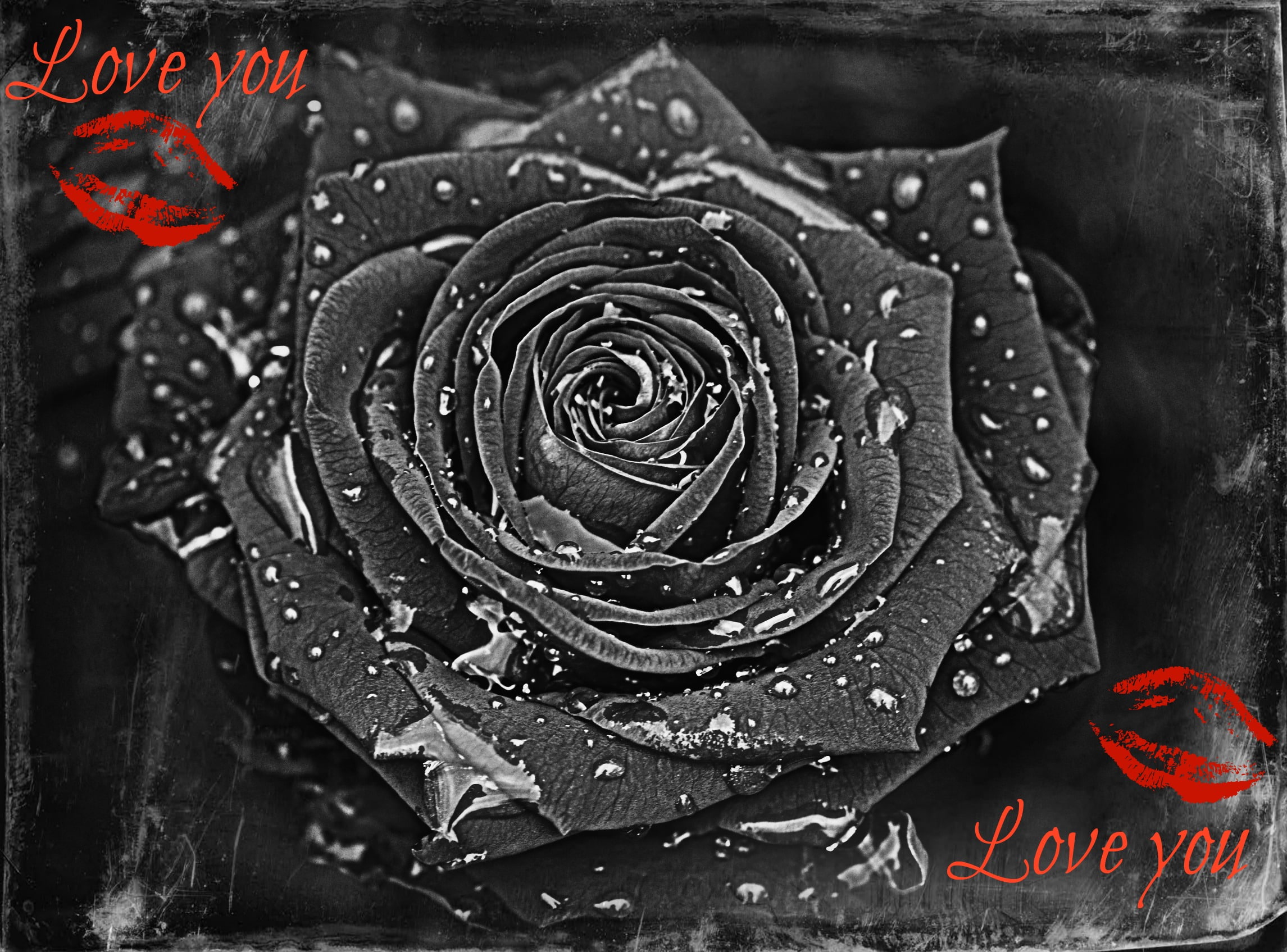 kiss, gray, waterdrops, rose, flower, love, nature and landscapes, 1080P, HD Wallpaper