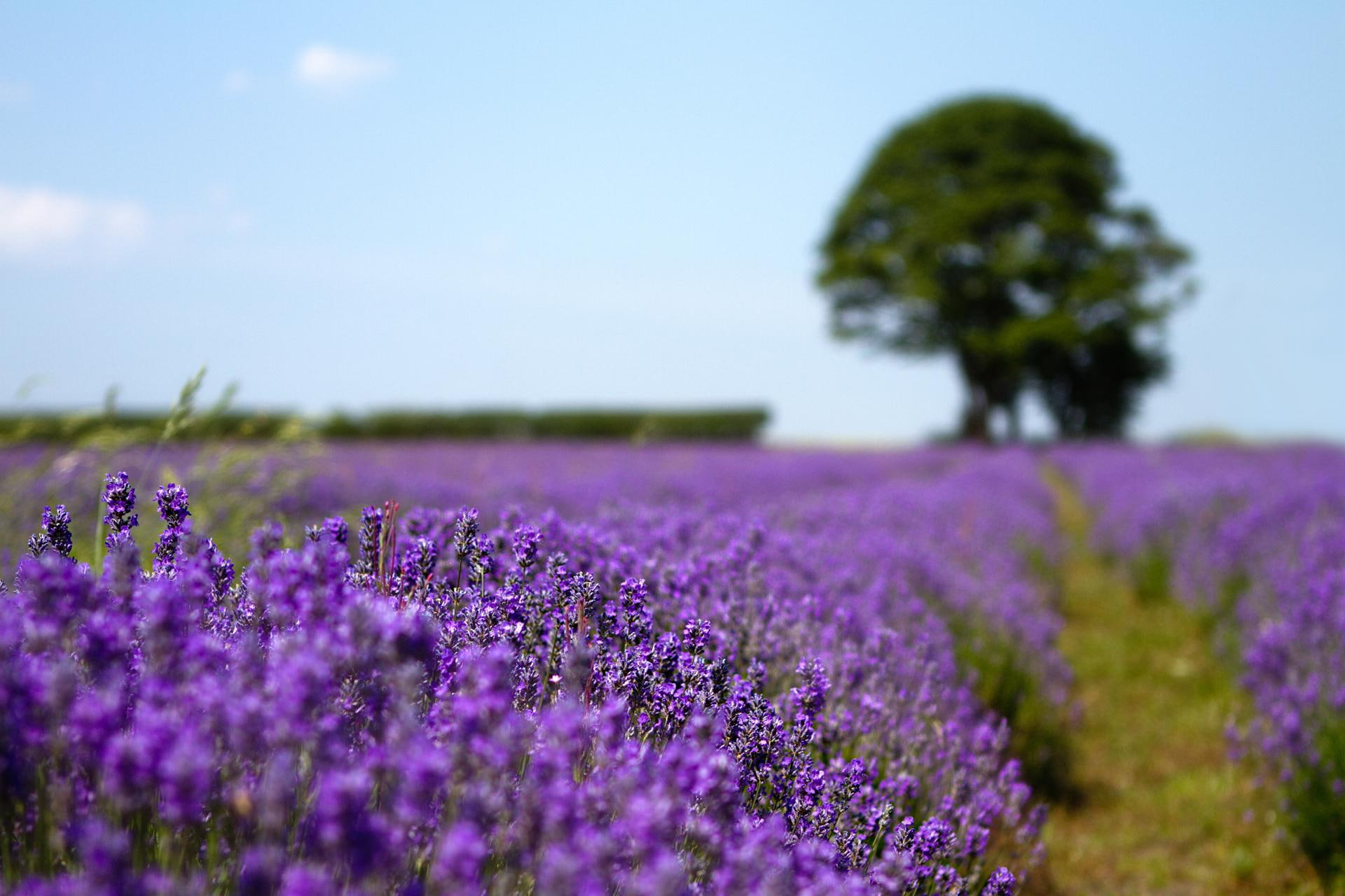 photography, made, nature, beauty, dreams, purple, nature and landscapes, field, 1080P, lilac, HD Wallpaper