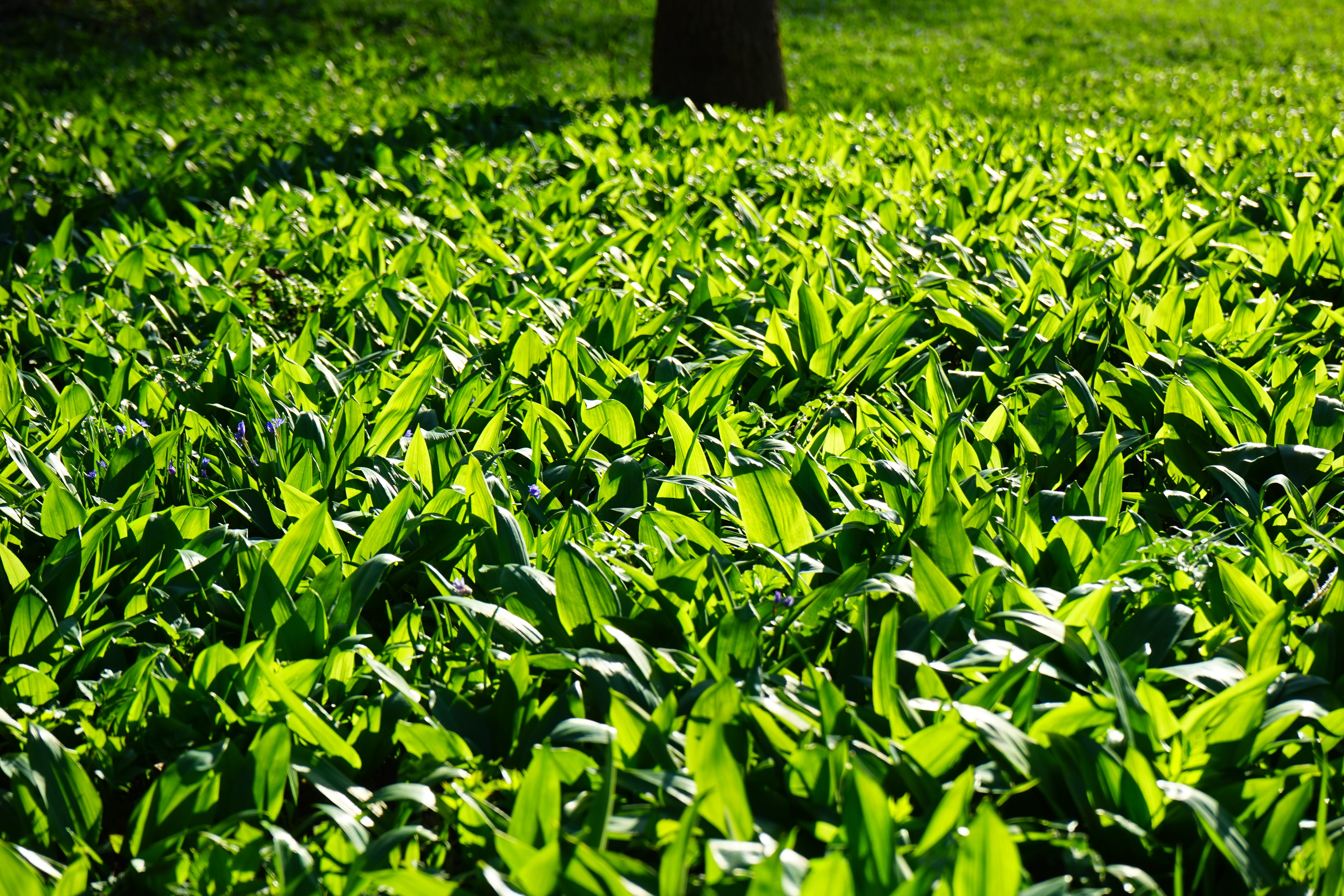 land, garlic leaves, allium ursinum, young leaves, no people, foliage, leaf, allium, frisch, sport, 5K, grass, green Color, bears garlic, nature, tranquility, HD Wallpaper