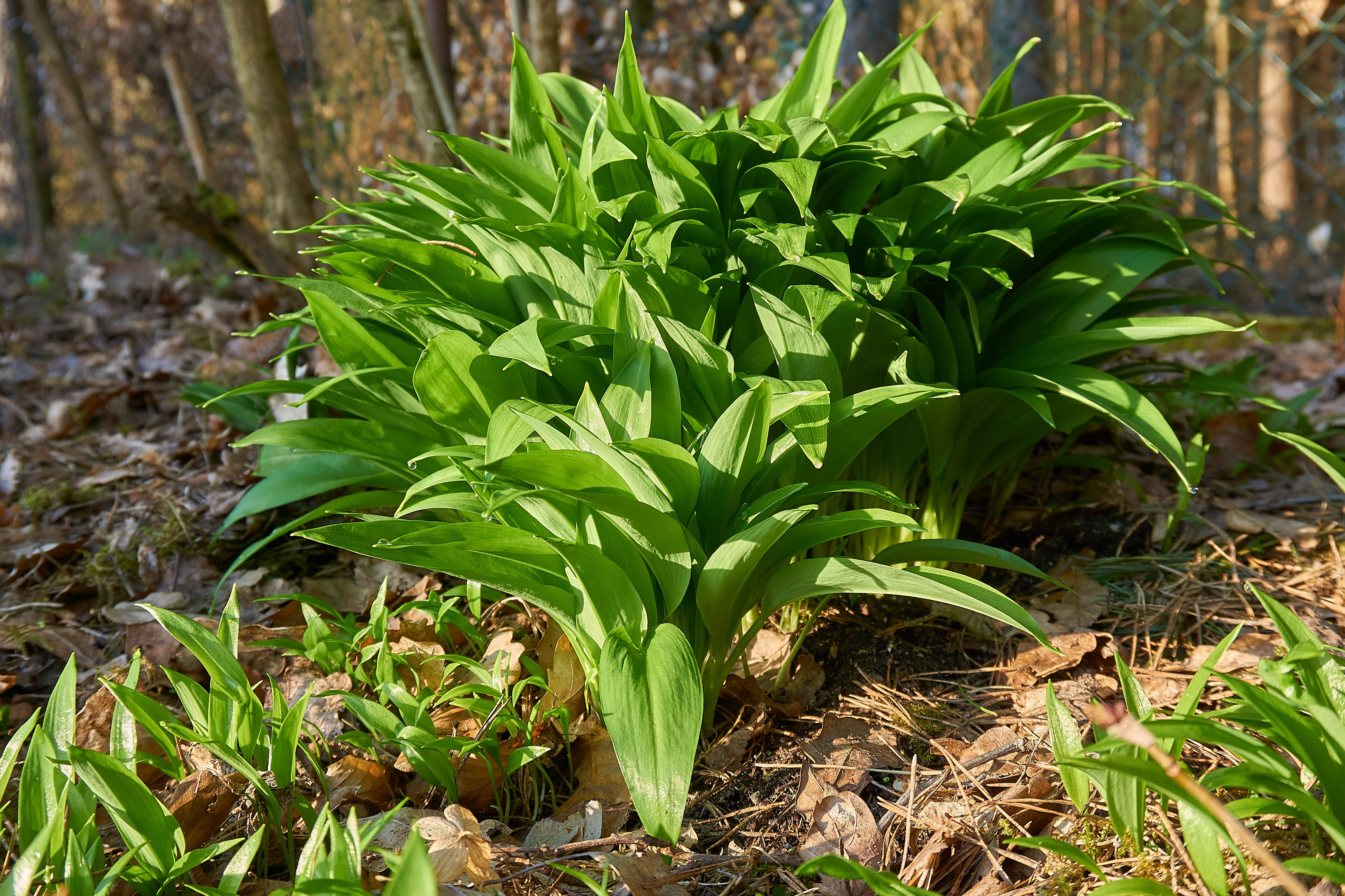 medicinal plant, land, plant part, harbinger of spring, wood garlic, sunlight, bears garlic, leaves, 5K, close-up, kitchen herb, basket, wild garlic buds, HD Wallpaper