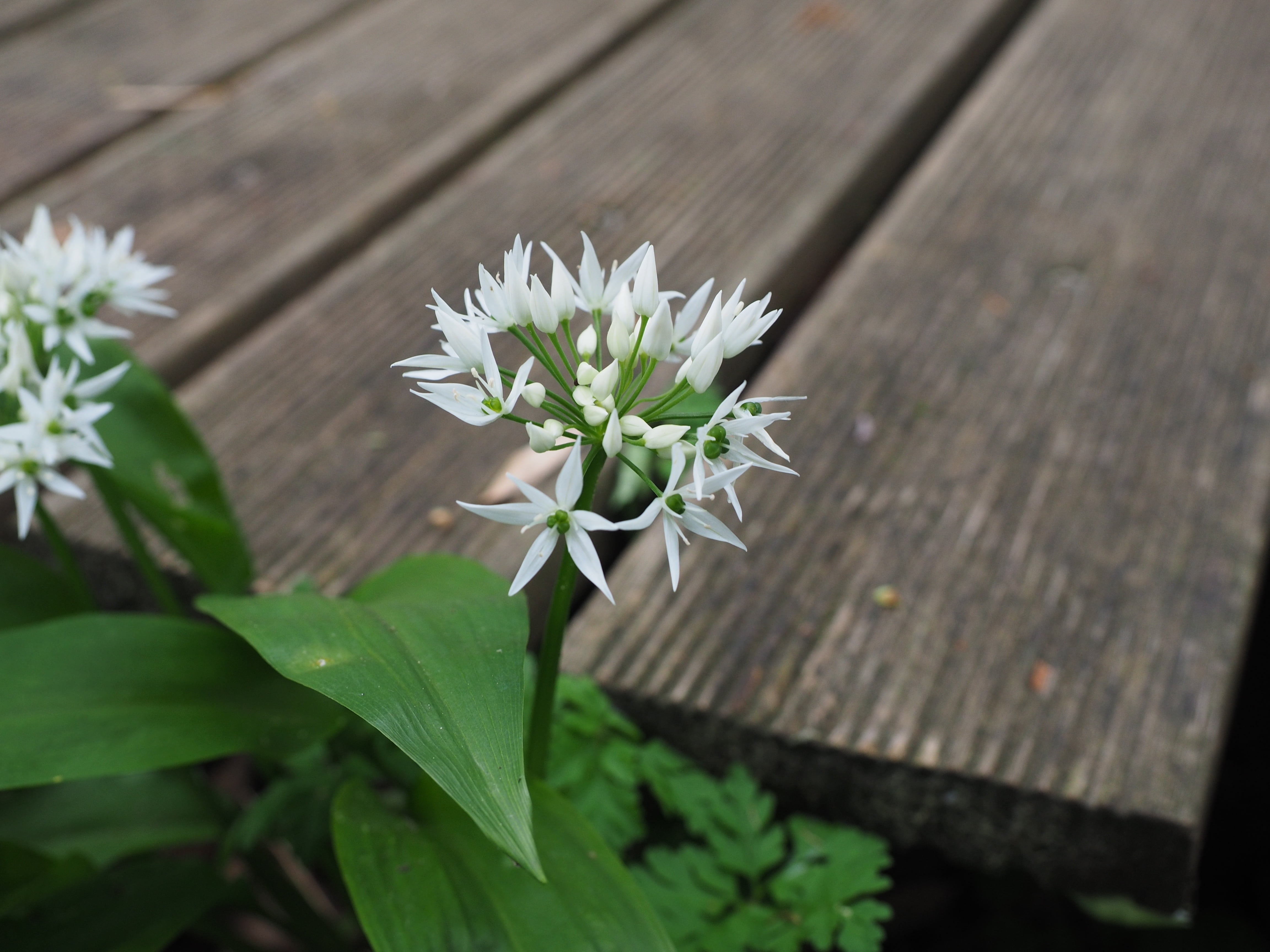 ramsel, rämtern, rame, surface, flower, brown, white color, wood - material, flower head, 4K, witch onion, focus, gypsy garlic, wooden, beauty in nature, HD Wallpaper