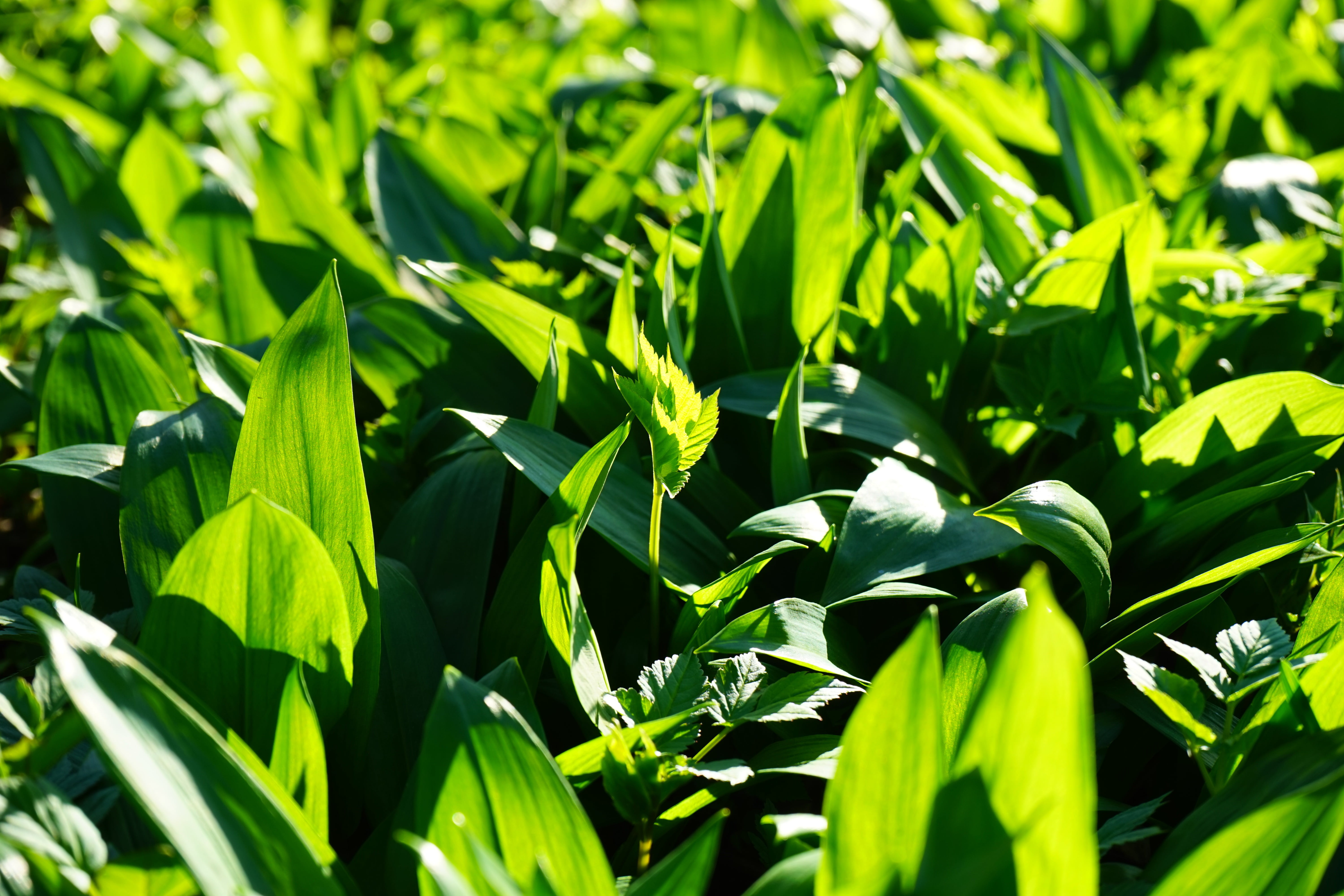 5K, freshness, focus on foreground, sunlight, wood garlic, nature, day, young leaves, full frame, frisch, tranquility, outdoors, witch onion, green Color, HD Wallpaper