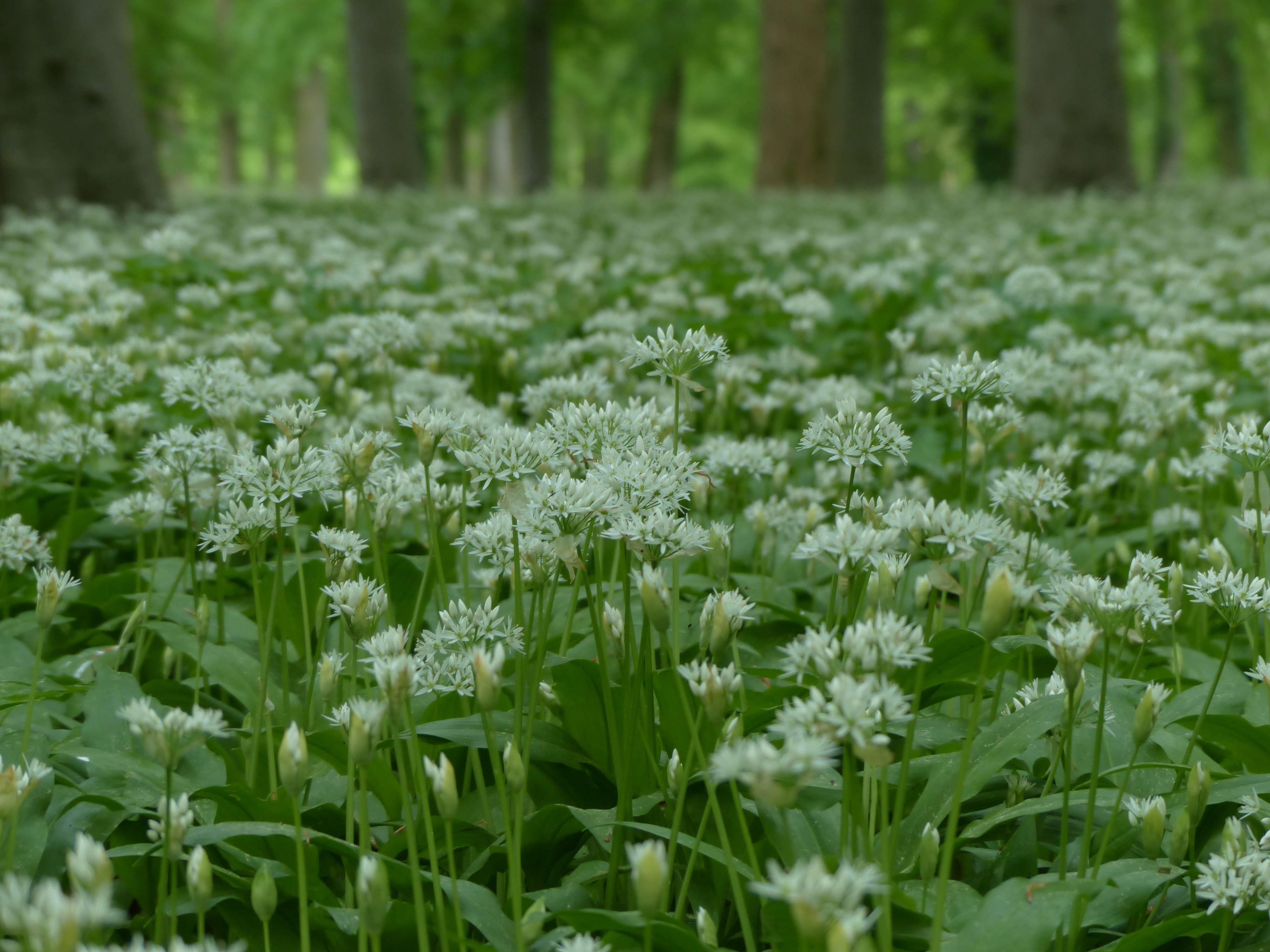 vegetable plant, garlic spinach, freshness, flowering plant, no people, forest, nutrient pointer, fragility, flower, ramsen, flowers, naturopathy, medicinal plant, HD Wallpaper