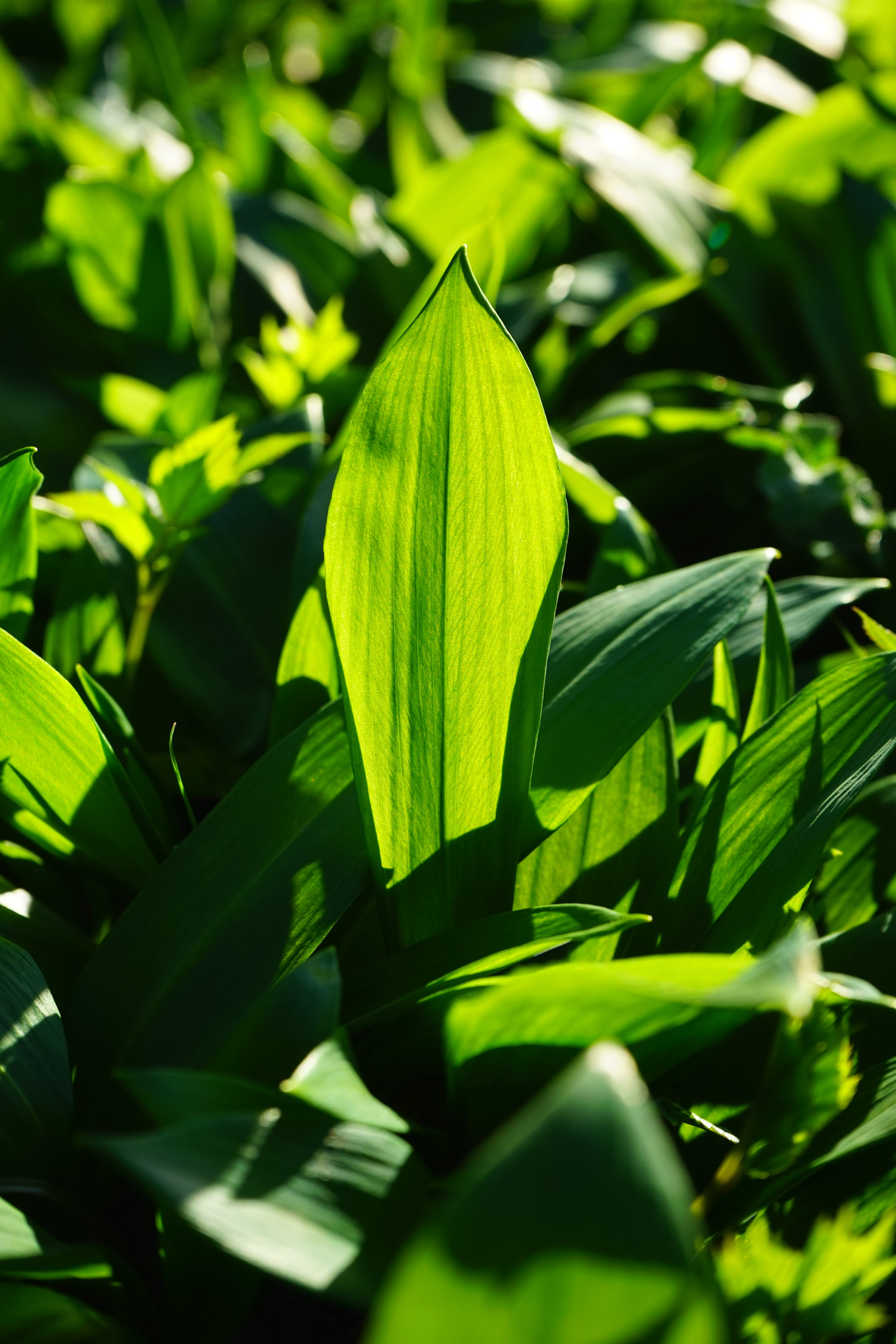 beauty in nature, spring, growth, close-up, fresh, land, fragility, selective focus, grow grow, wood garlic, witch onion, flowering plant, ramsen, allium, Phone HD Wallpaper
