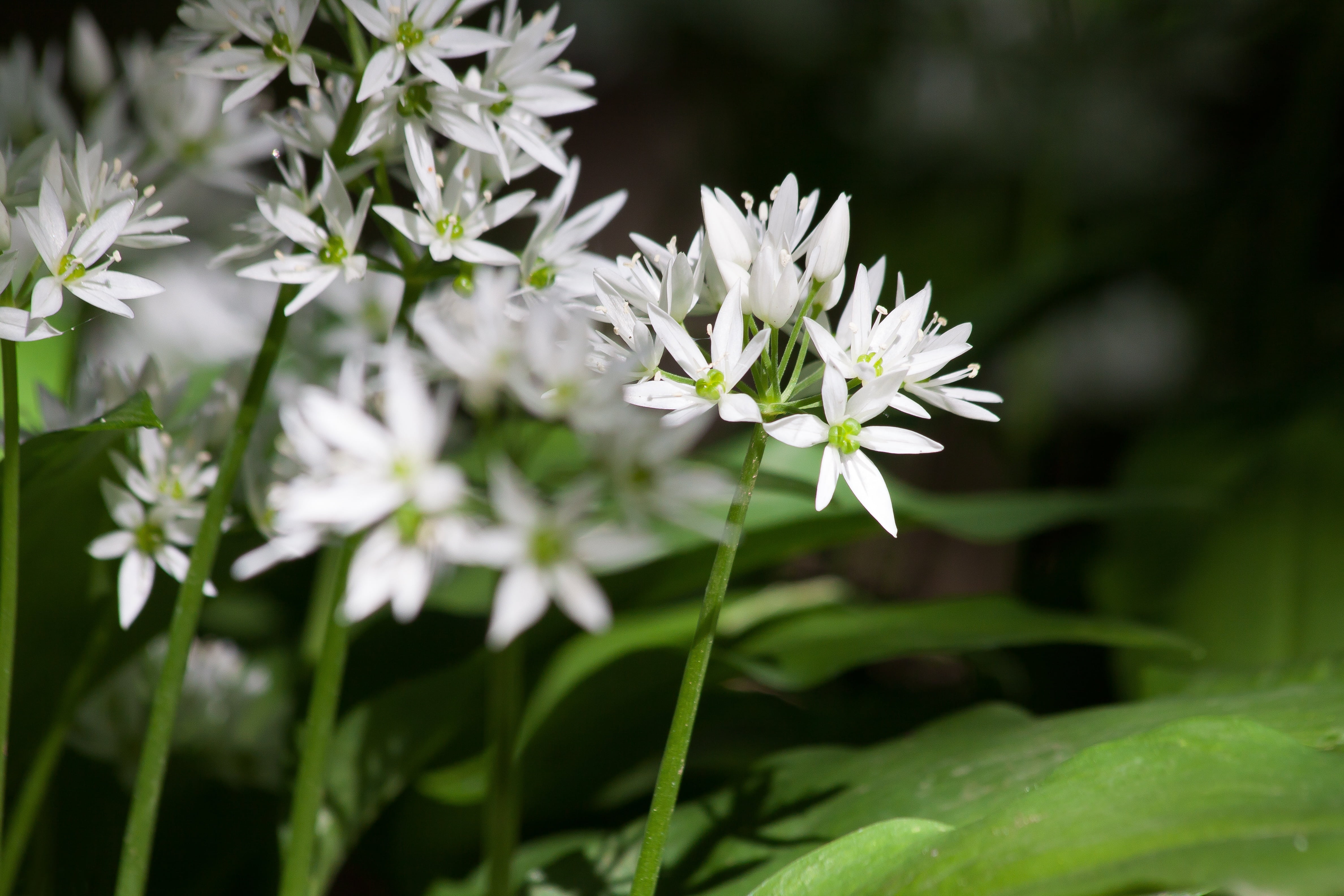 close-up, allium ursinum, vegetable plant, green, focus, petal, wood garlic, plant part, wild vegetables, photography, flora, growth, nature, medicinal plant, HD Wallpaper