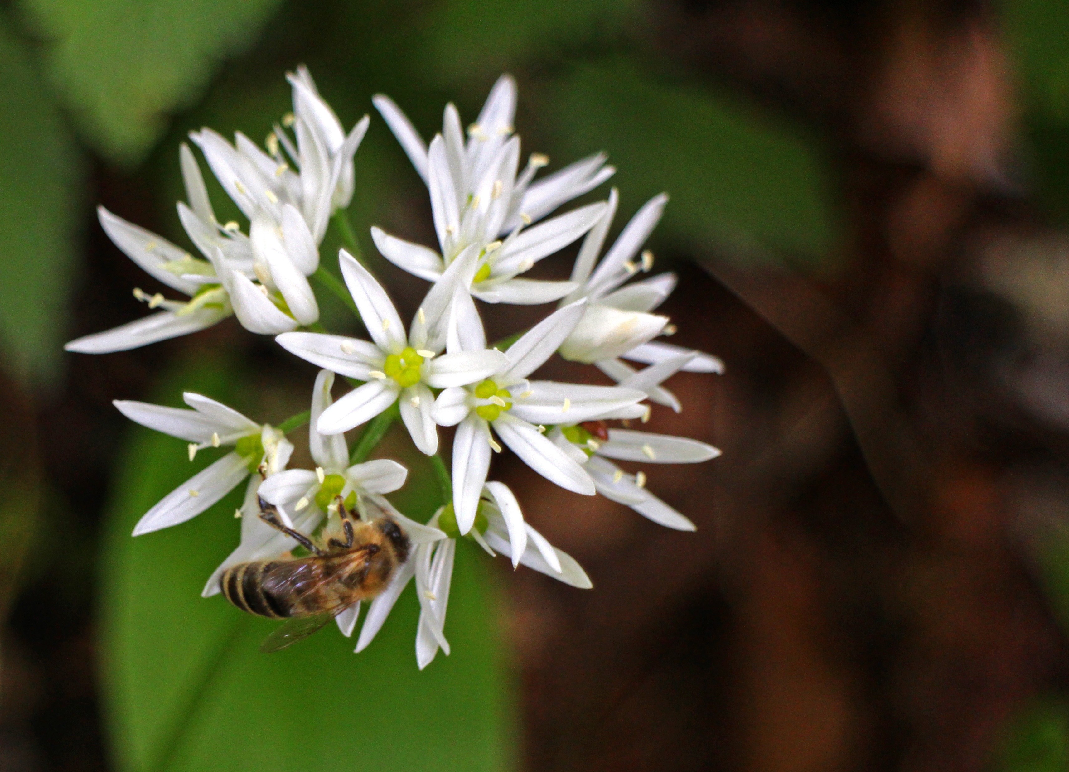 herb, wild garlic, spring, nature, vulnerability, outdoors, focus on foreground, wood garlic, flower head, freshness, plant, inflorescence, petal, growth, HD Wallpaper