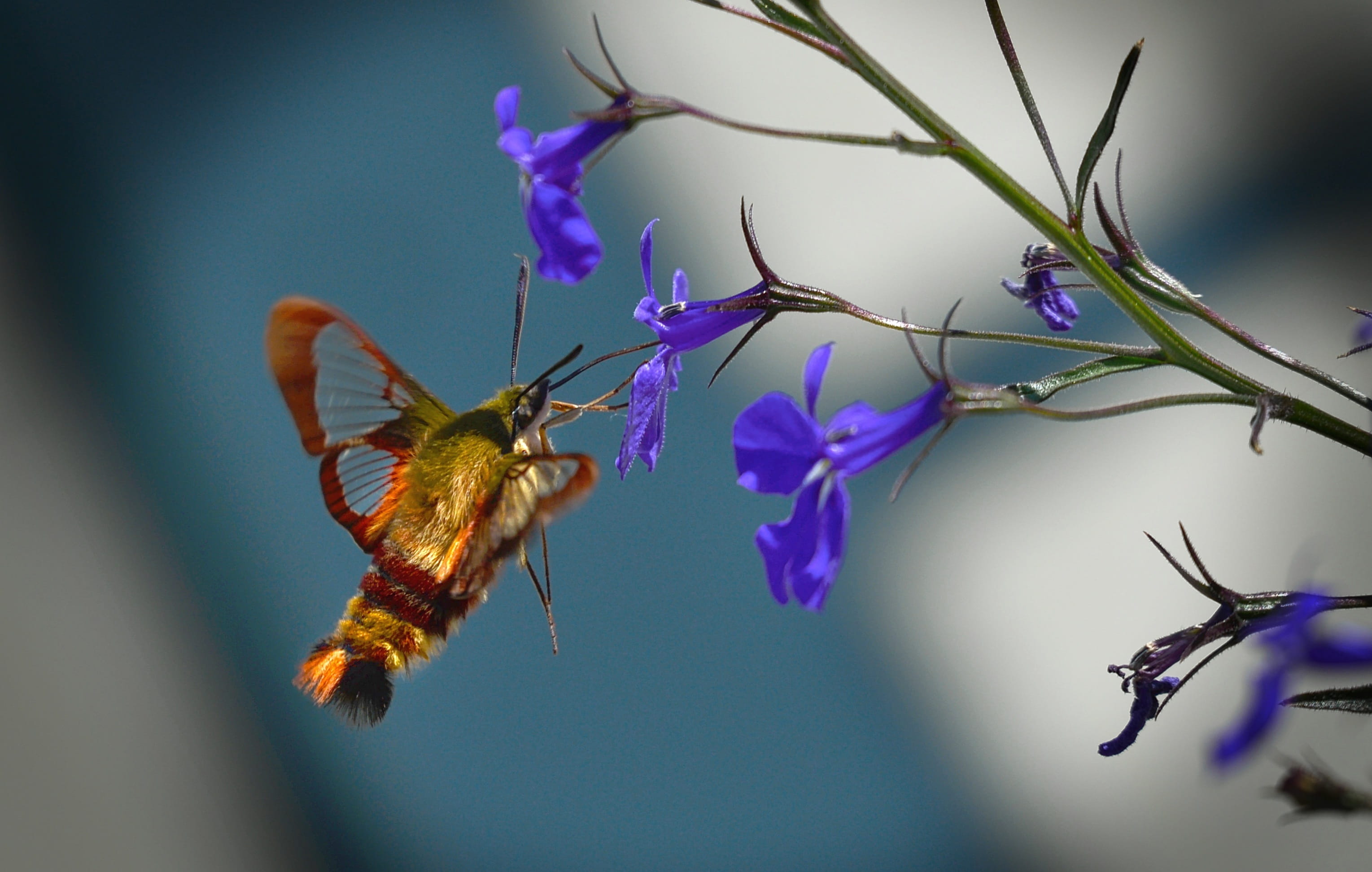 sphinx, one animal, flowering plant, 2K, fly, macro, on site, fast, bee, flower head, no people, flowers, canada, petal, hummingbird sphinx moth, animal themes, HD Wallpaper