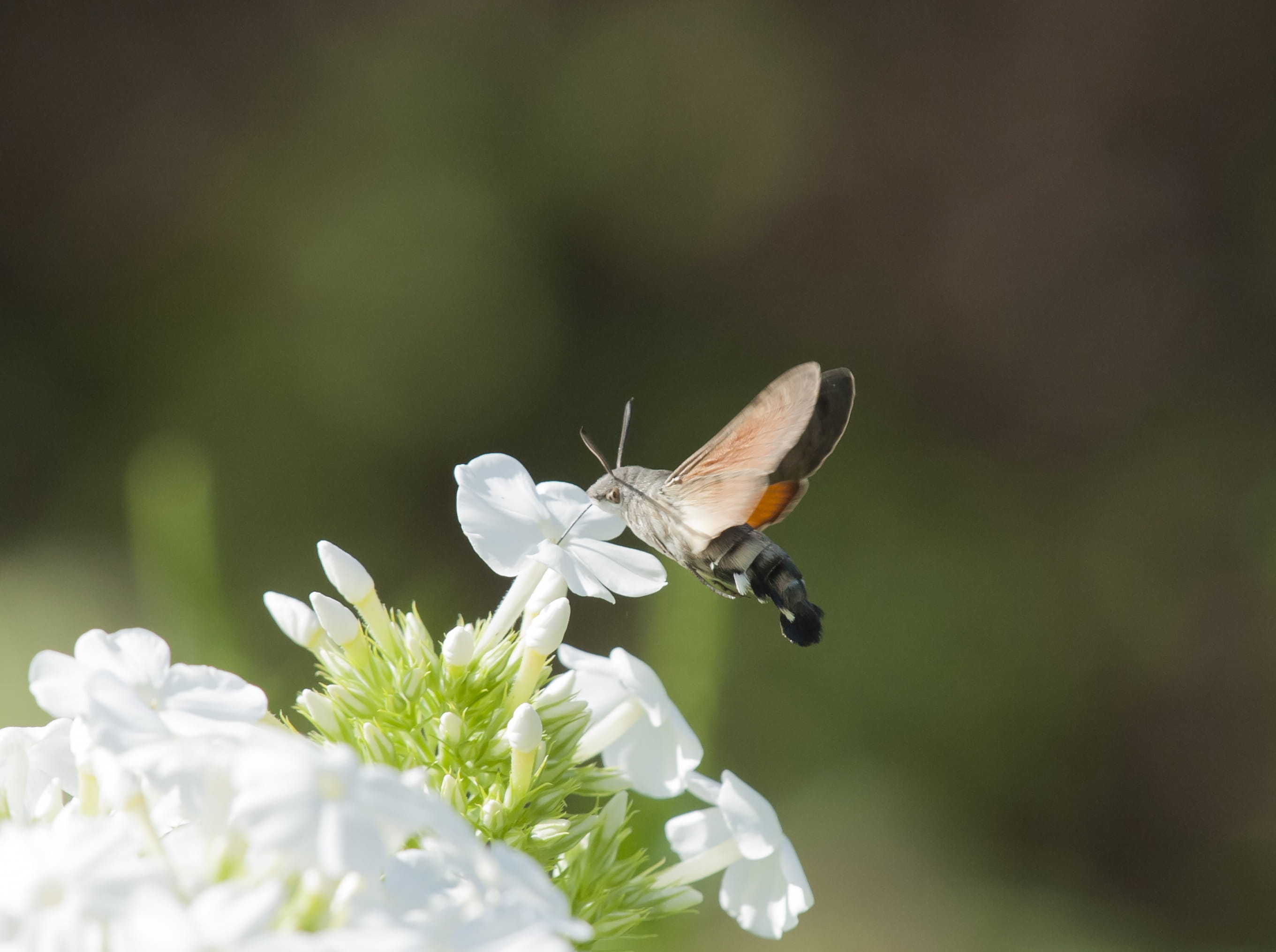 fragility, pollination, close-up, flower, beauty in nature, one animal, growth, animals in the wild, hummingbird hawk moth, no people, animal, butterfly, HD Wallpaper