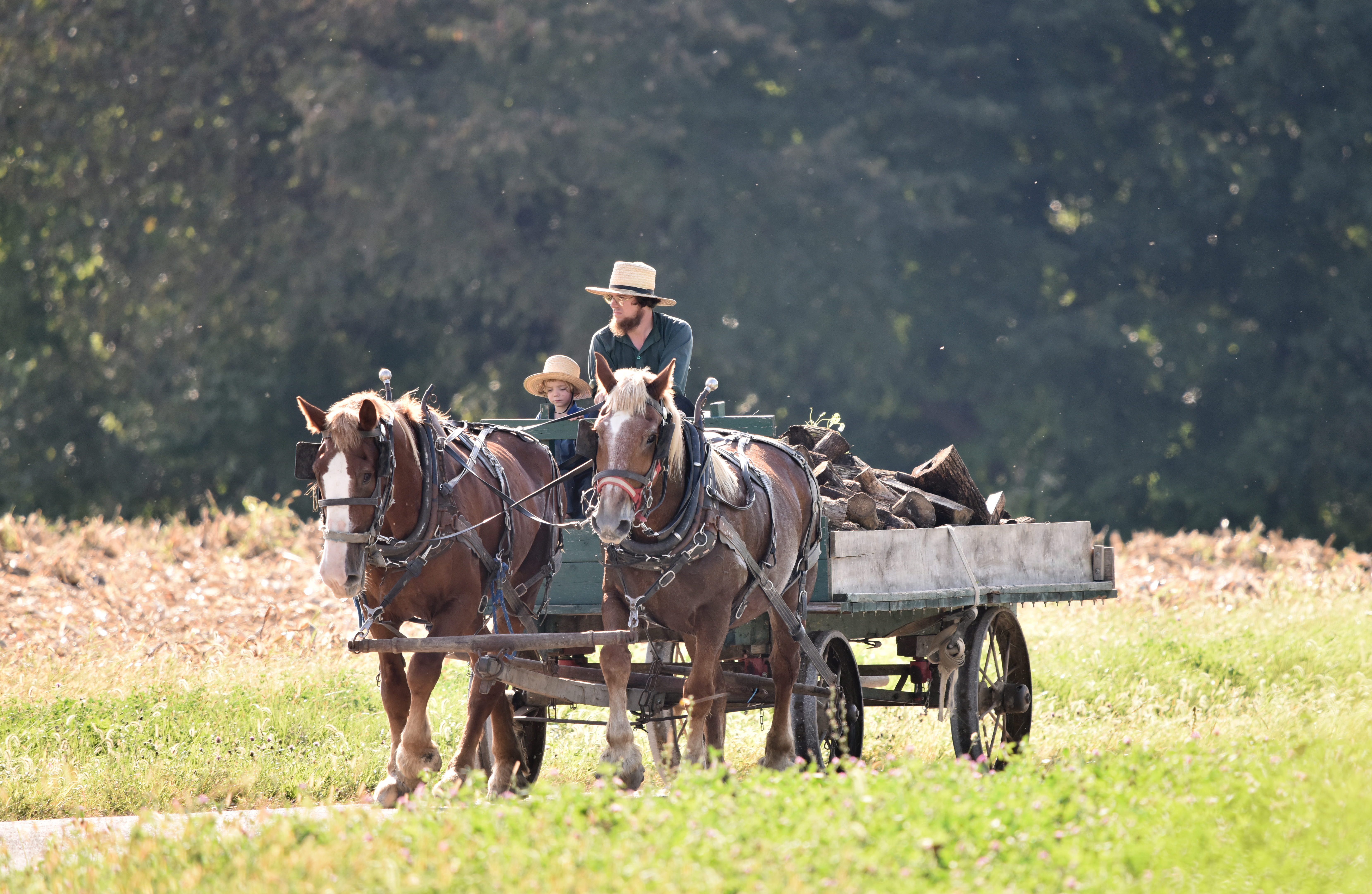 men, horse, people, vertebrate, wagon, man, domestic animals, person, nature, transportation, plant, grey, livestock, animal, human, group of animals, riding, HD Wallpaper