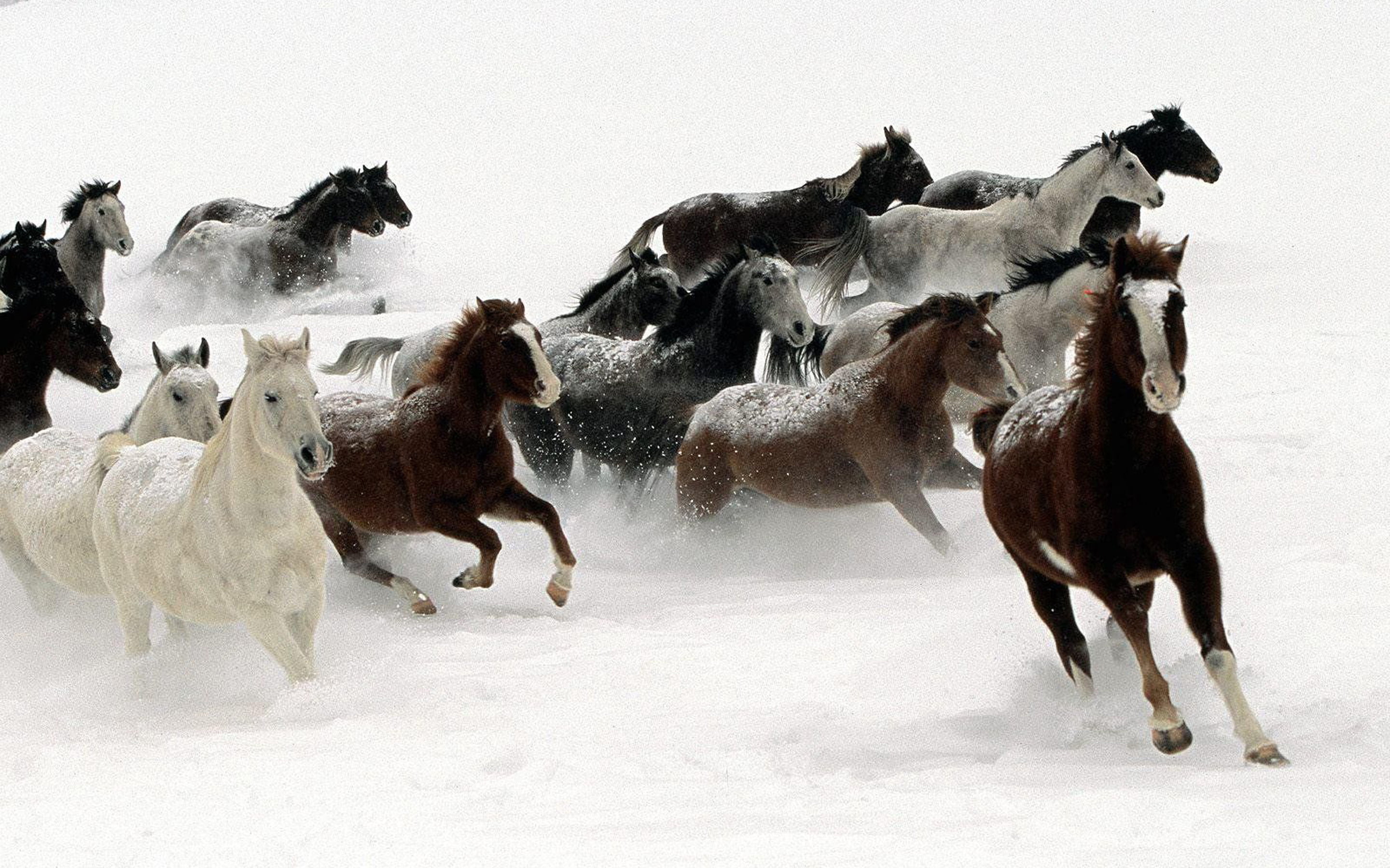 land, field, horse, herbivorous, extreme weather, pets, horses, running, herd, desktop, domestic, domestic animals, winter, nature, mammal, white color, HD Wallpaper