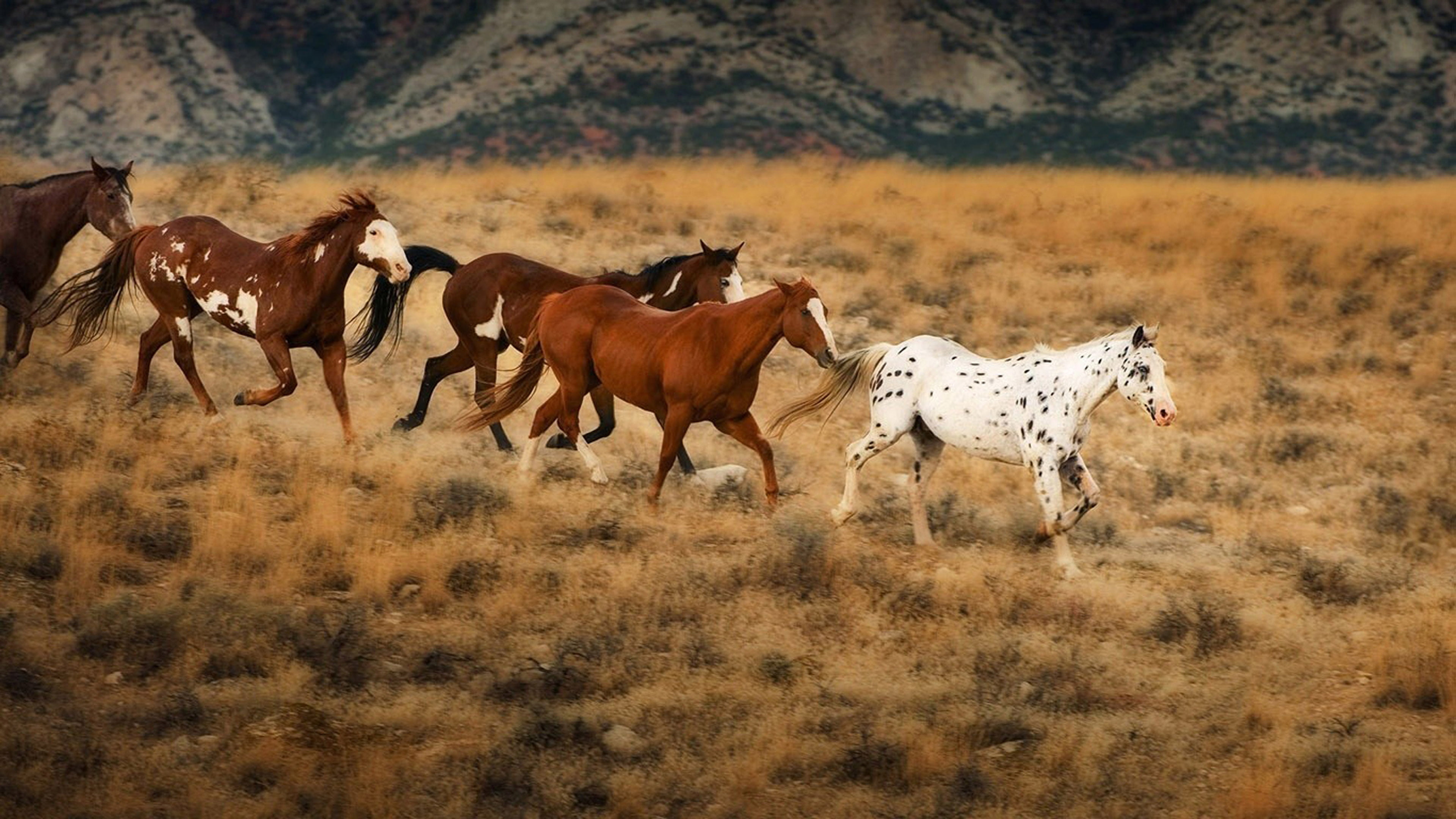 running, vertebrate, animals in the wild, group of animals, horses, animal themes, hd, land, wild west, field, colors, grass, herbivorous, desktop, HD Wallpaper