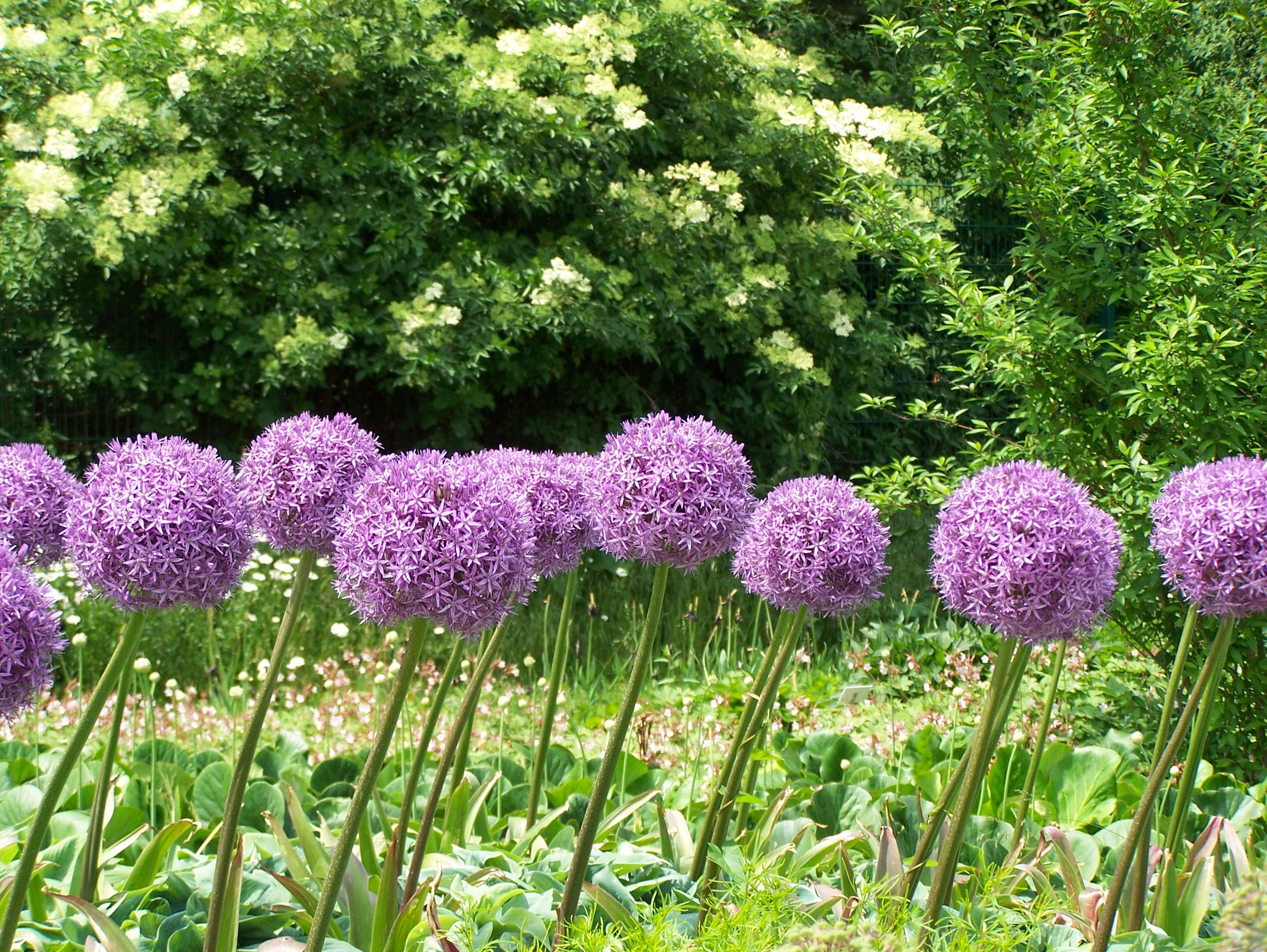 plant, sphaerocephalon, pink color, pink, beauty in nature, leek greenhouse, freshness, ornamental onion, land, blossom, green color, flower ball, tree, HD Wallpaper