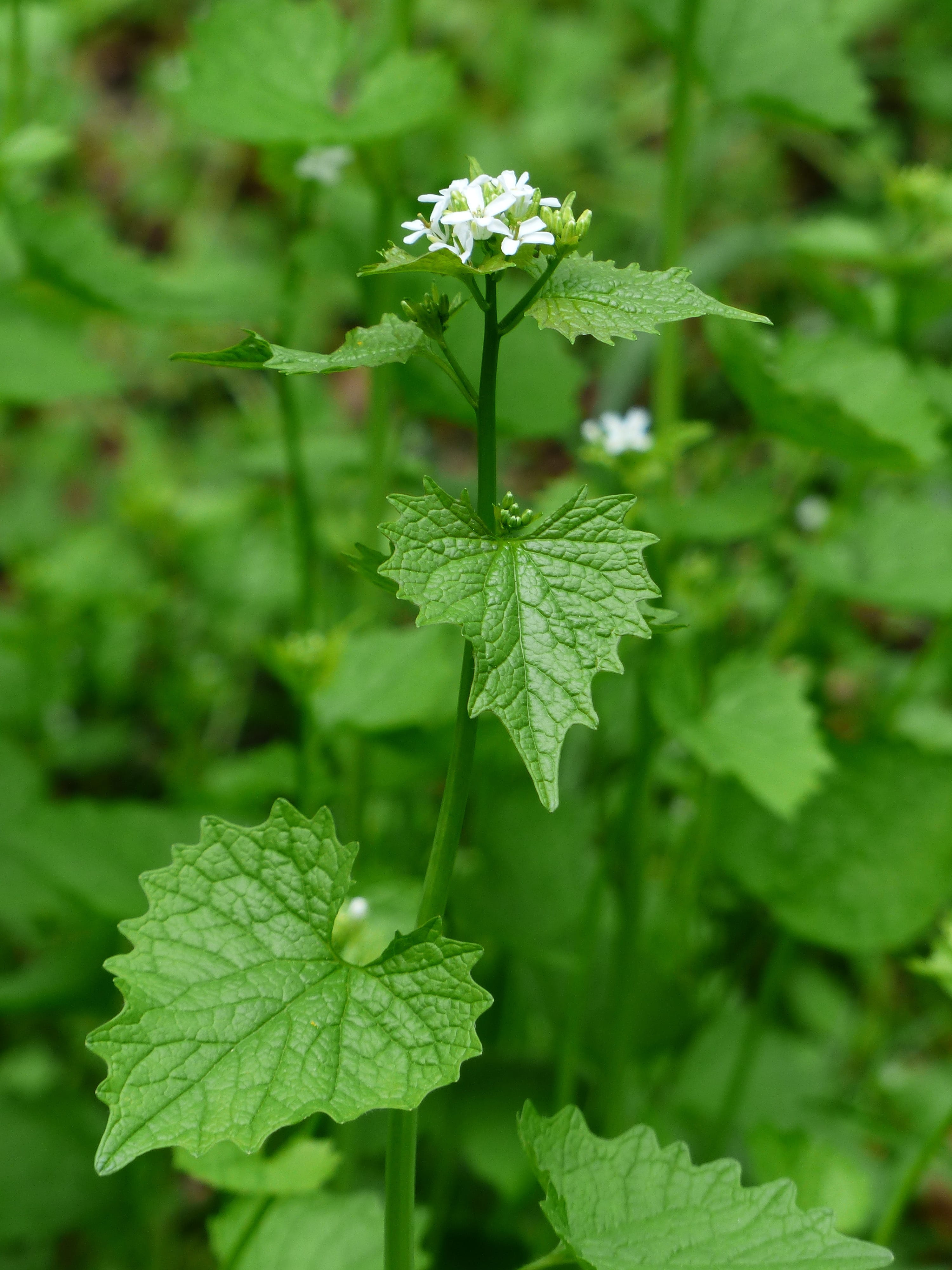 Blossom, purity, drop, cruciferous plant, fragility, weed, outdoors, alliaria petiolata, flower, herb, knoblauchhederich, growth, vulnerability, White, Phone HD Wallpaper