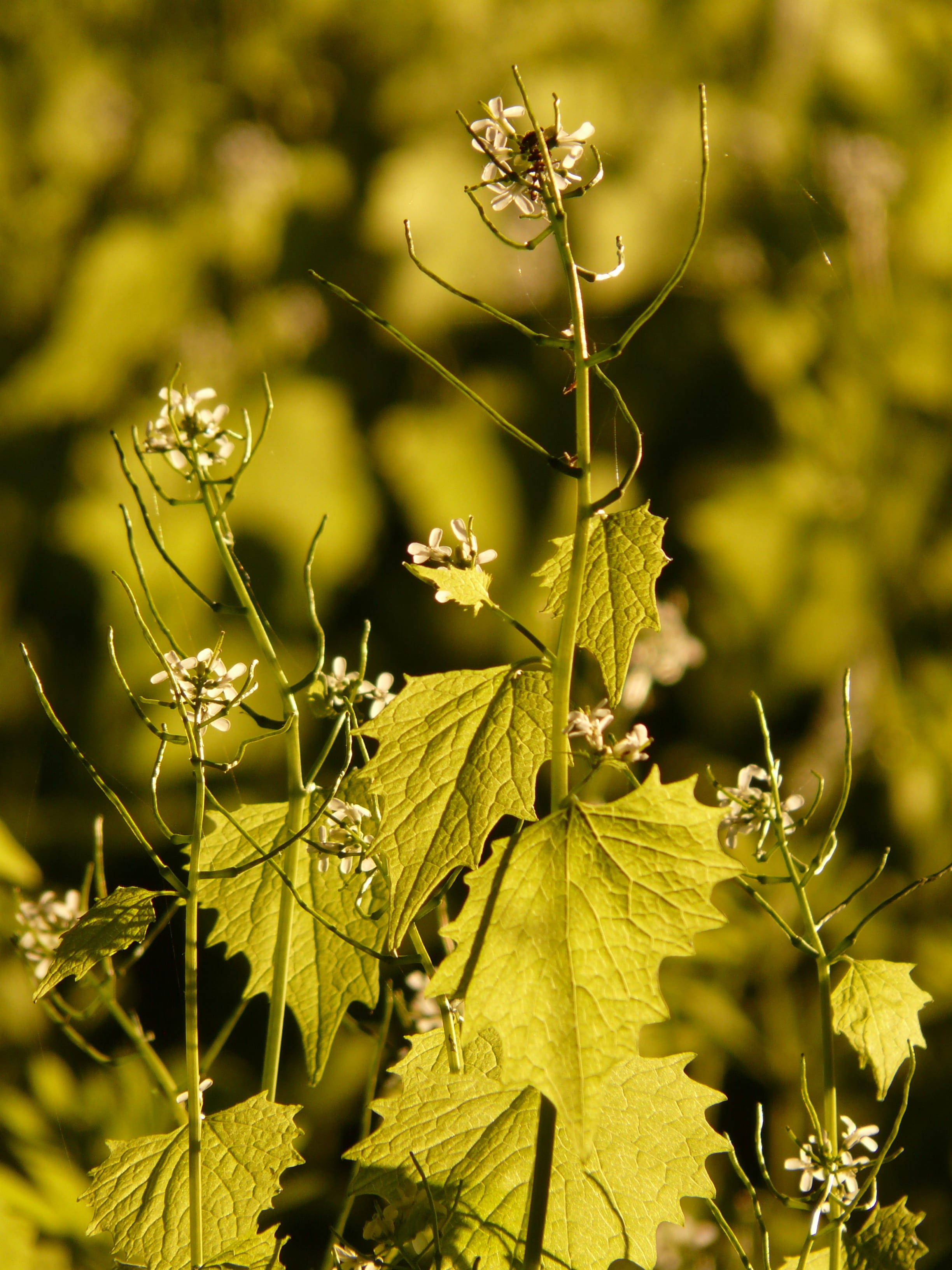 outdoors, knoblauchhederich, beauty in nature, tree, growth, back light, bloom, garlic herb, kitchen herb, leaves, garlic mustard, nature, dry, green color, Phone HD Wallpaper