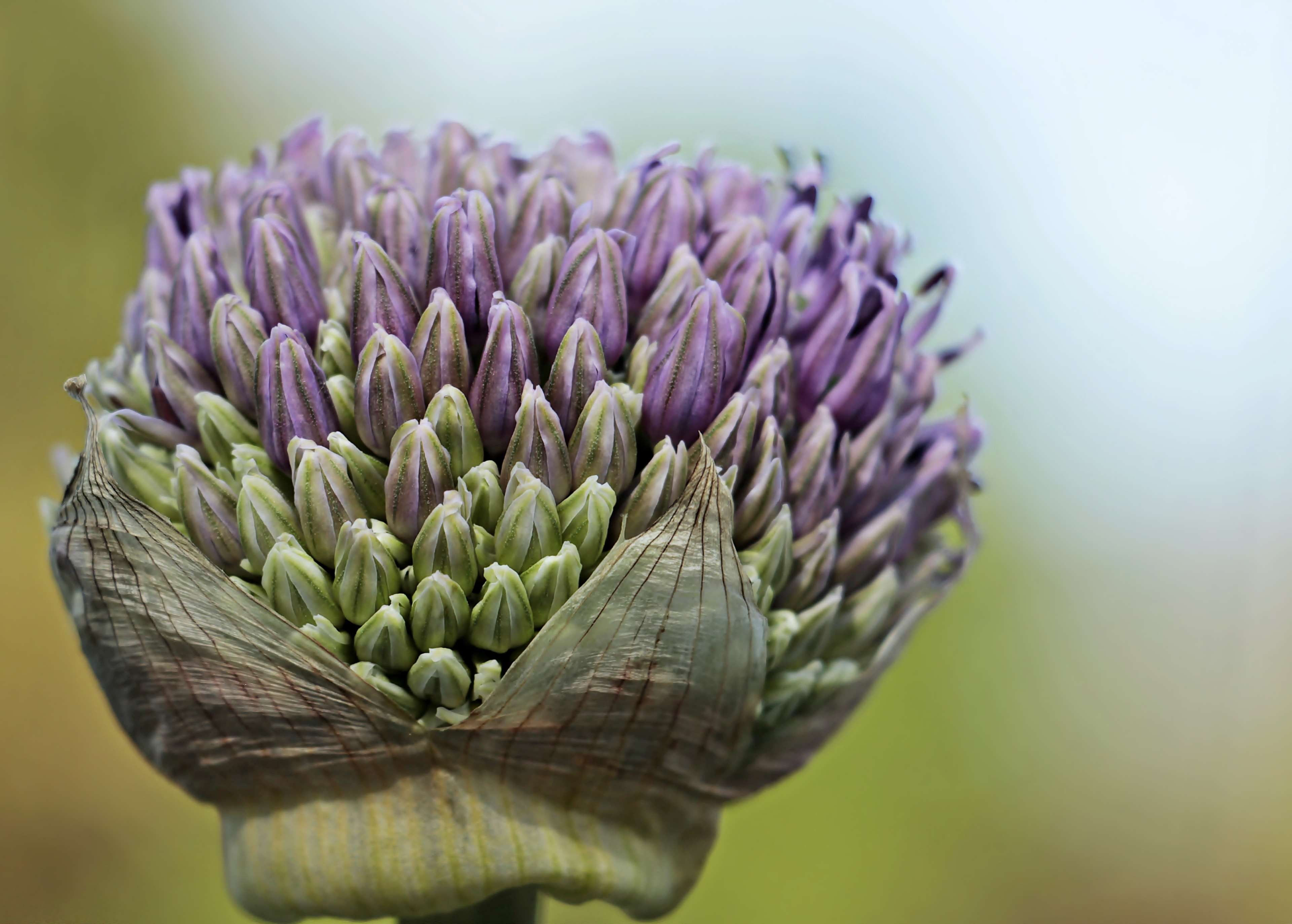 petal, freshness, bloom, purple, leek flower, growth, no people, plant, ball leek, flower, focus on foreground, ornamental onion, food and drink, blossom, HD Wallpaper