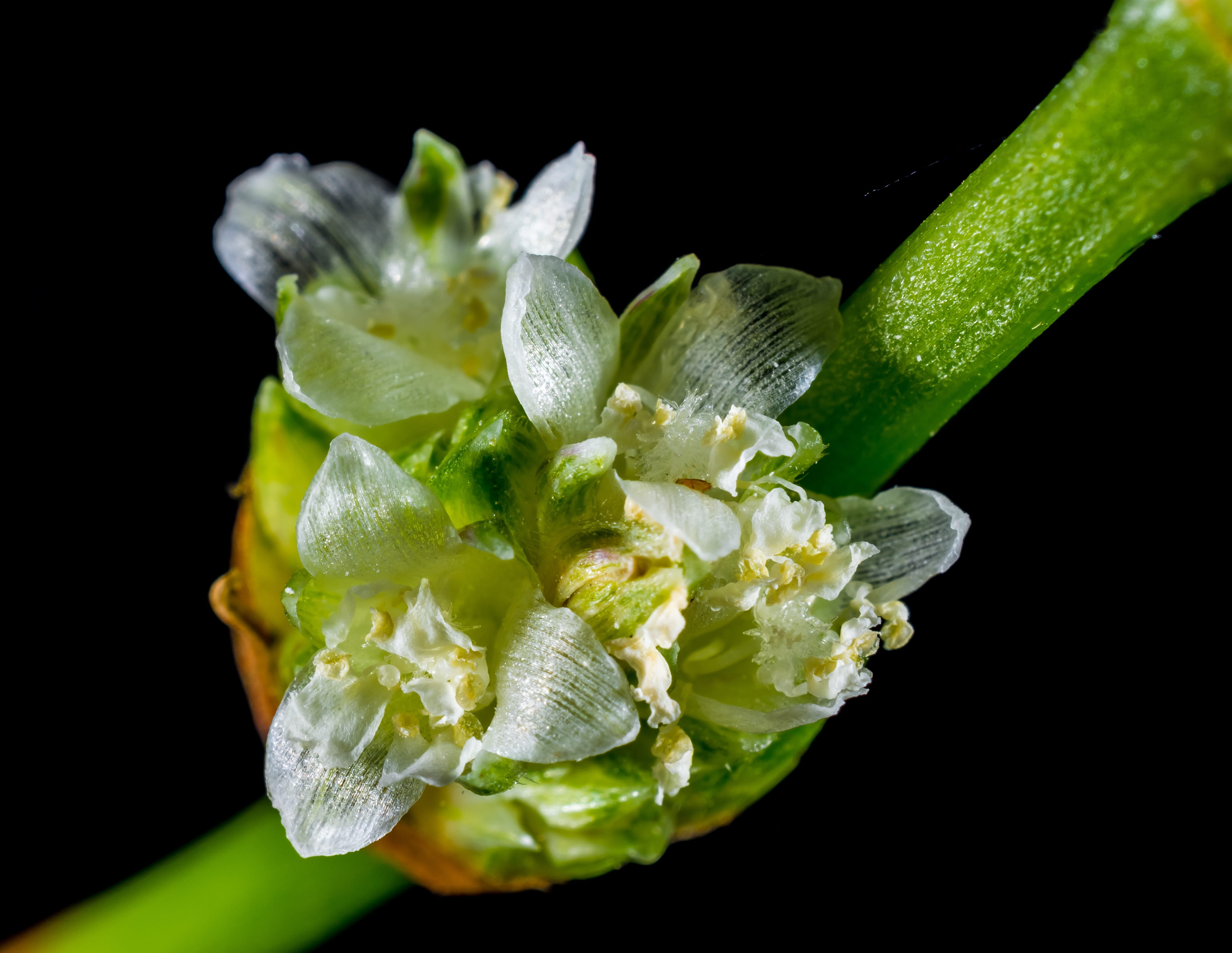 drop, indoors, green Color, flower, fragility, no people, blossom, single Flower, macro, Wild Flower, blueme, White, wet, springtime, food and drink, vulnerability, HD Wallpaper