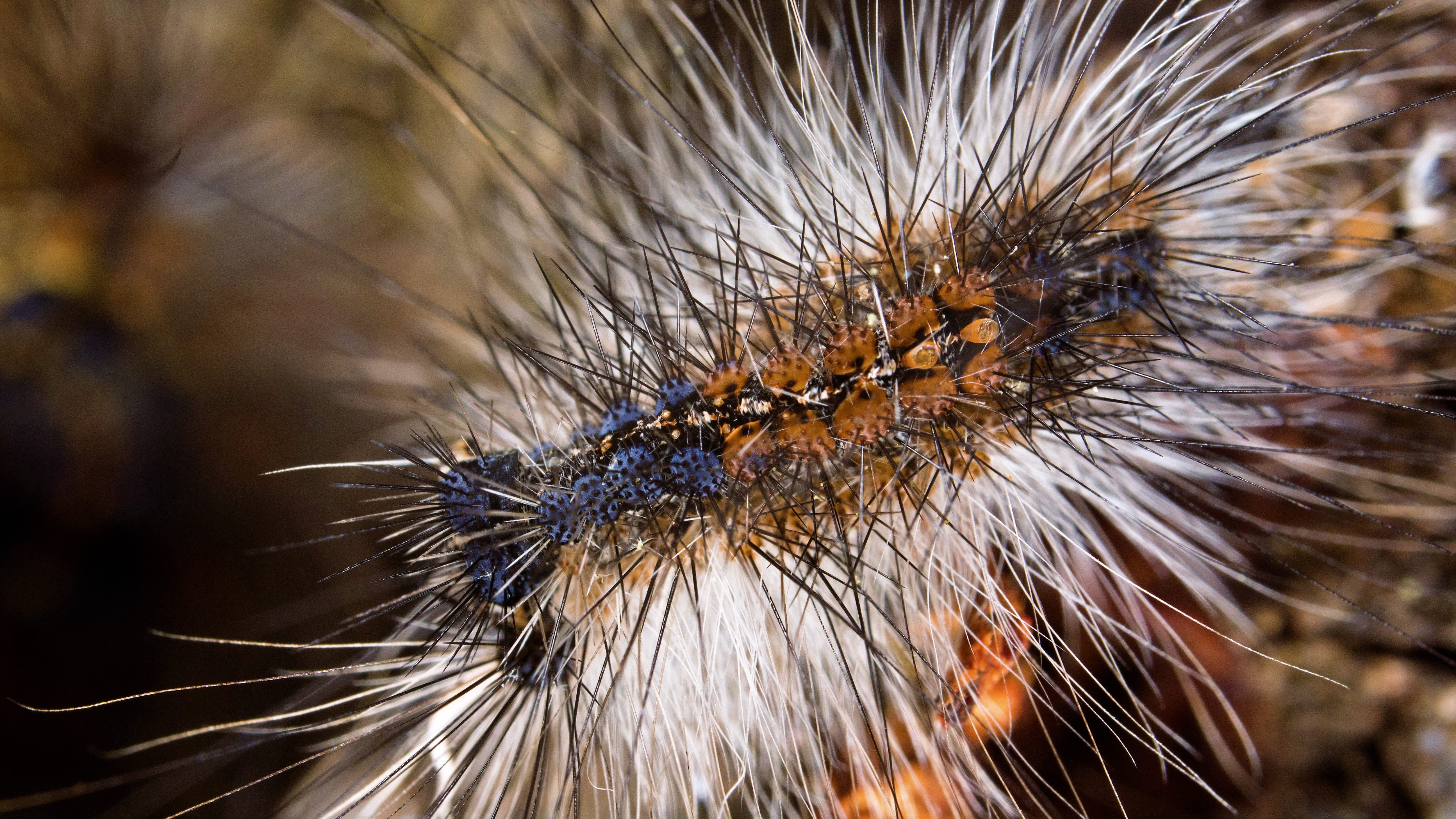 invertebrate, focus on foreground, day, spiked, animals in the wild, caterpillar, insect, animal themes, extreme close-up, macro photography, animal wildlife, HD Wallpaper