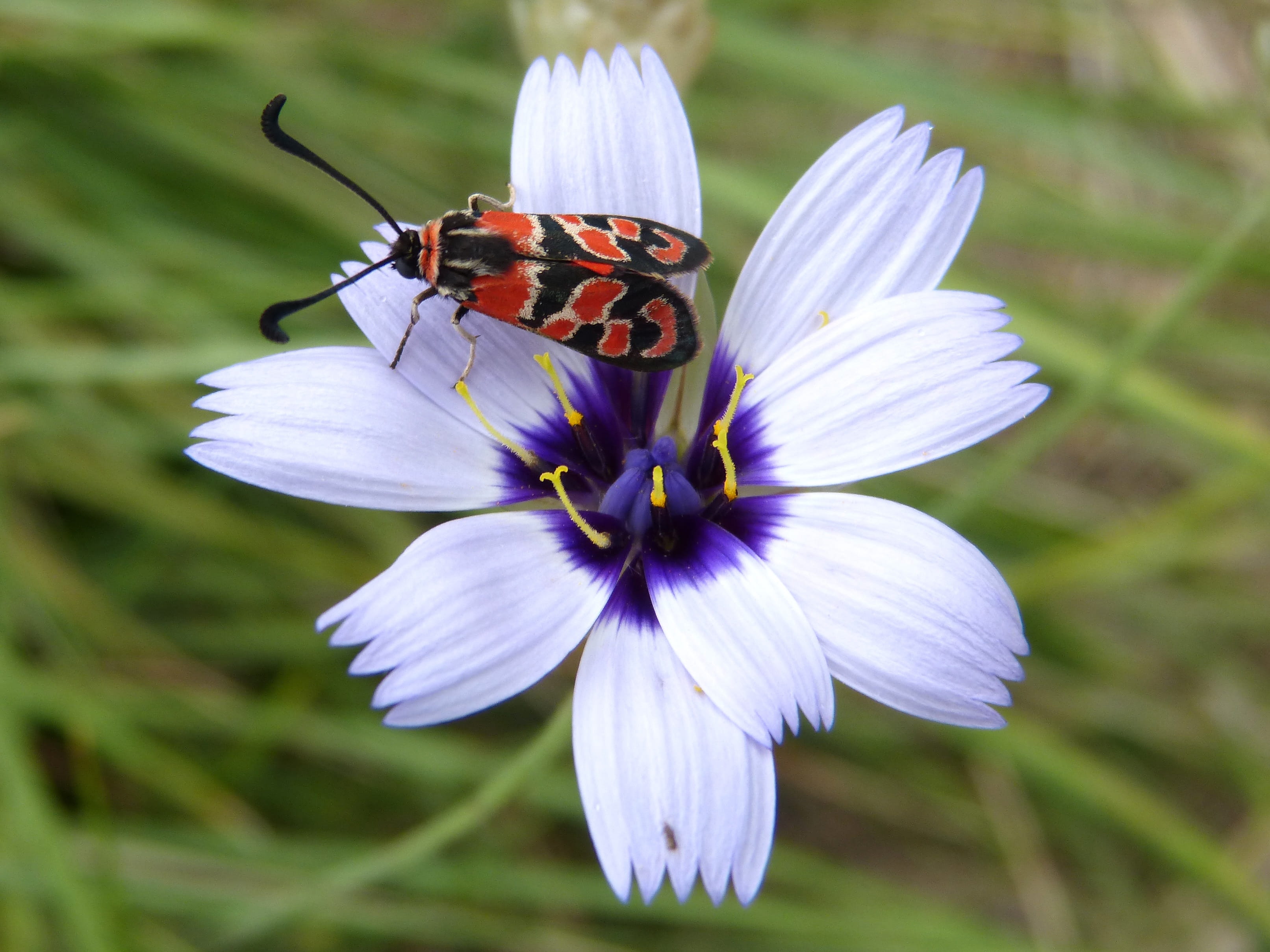 butterfly - insect, animal themes, zygaena fausta, animal wing, 2K, plant, purple, gypsy flower, flowering plant, butterfly, one animal, animal, flower, HD Wallpaper