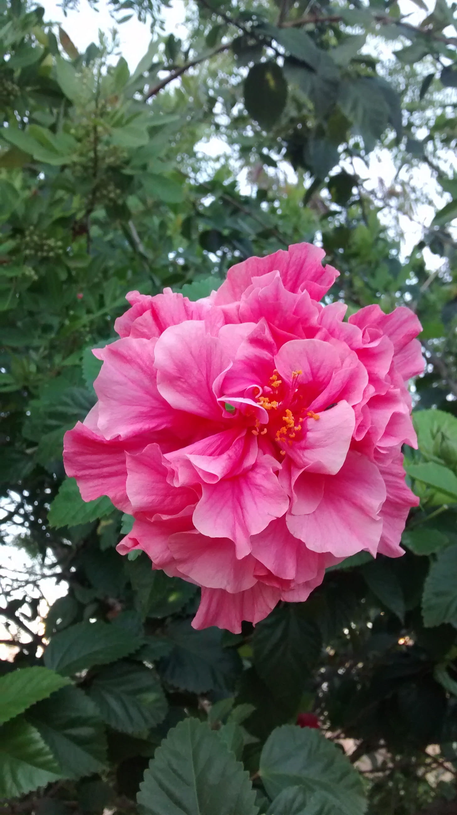 flowers, plant part, gypsy, no people, freshness, vulnerability, flower head, flowering plant, rosa, pink color, plant, growth, nature, outdoors, day, 2K, Phone HD Wallpaper