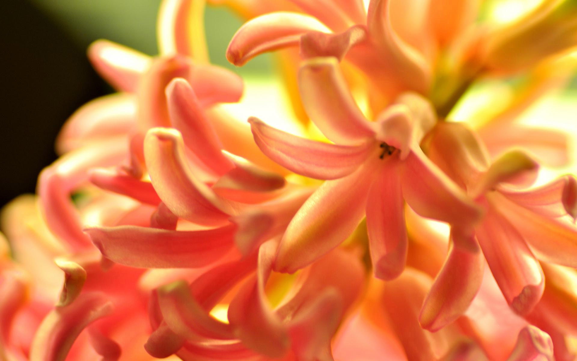hd, mobile, orange, gypsy, family, asparagaceae, 1080P, flower, queen, hyacinthus, HD Wallpaper