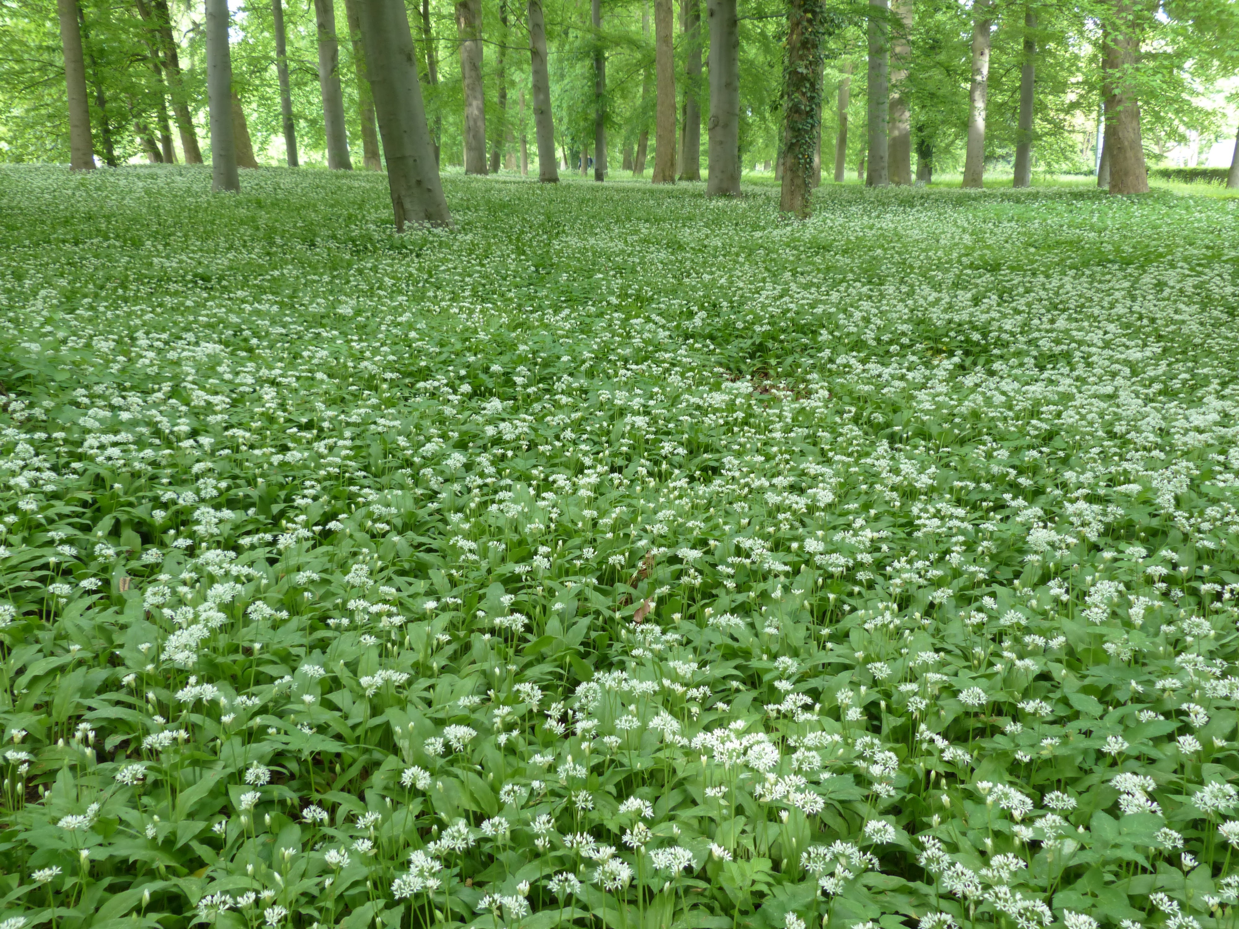 ramsen, day, nature, tranquility, woodland, no people, scenics - nature, forest, 4K, herb, plant, naturopathy, food plant, white, trees, gypsy spring, HD Wallpaper