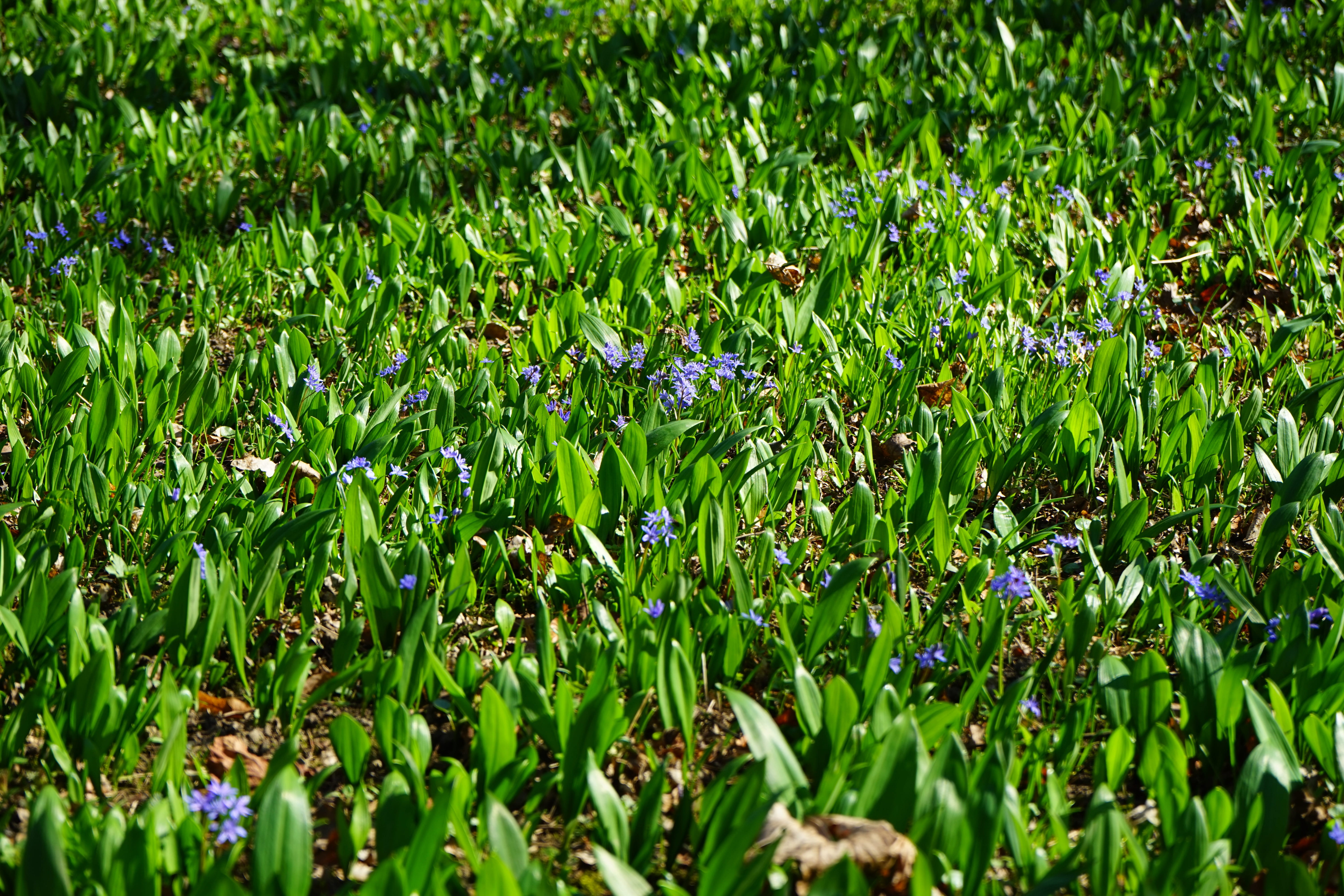 field, plant, frisch, garlic leaves, day, high angle view, chionodoxa luciliae, wild vegetables, purple, nature, gypsy spring, outdoors, early bloomer, HD Wallpaper