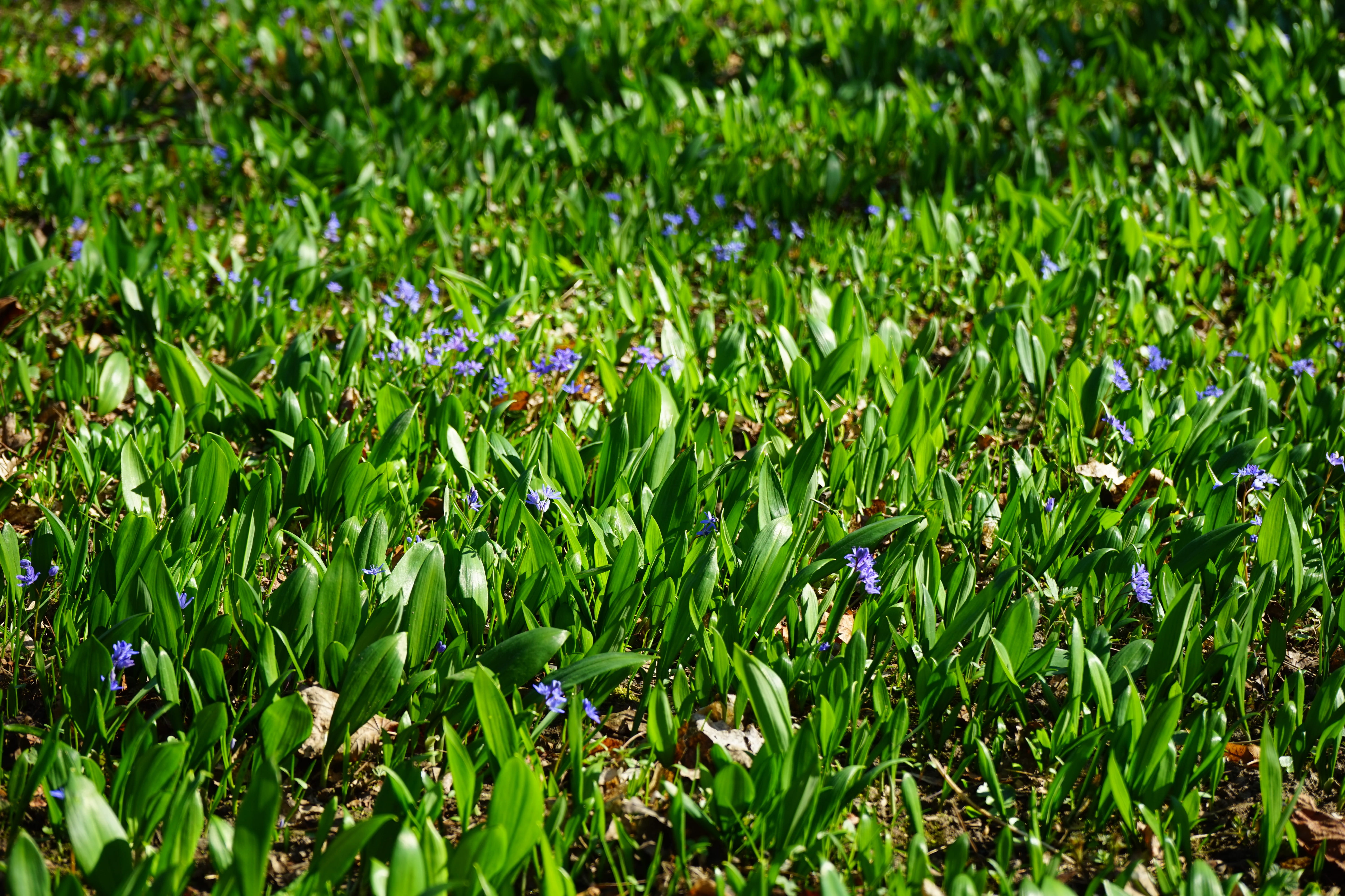 Blue Star, flower, grass, fragility, wild vegetables, blue, fouling, close-up, bloom, garlic leaves, full frame, freshness, scilloideae, waldherre, green color, HD Wallpaper