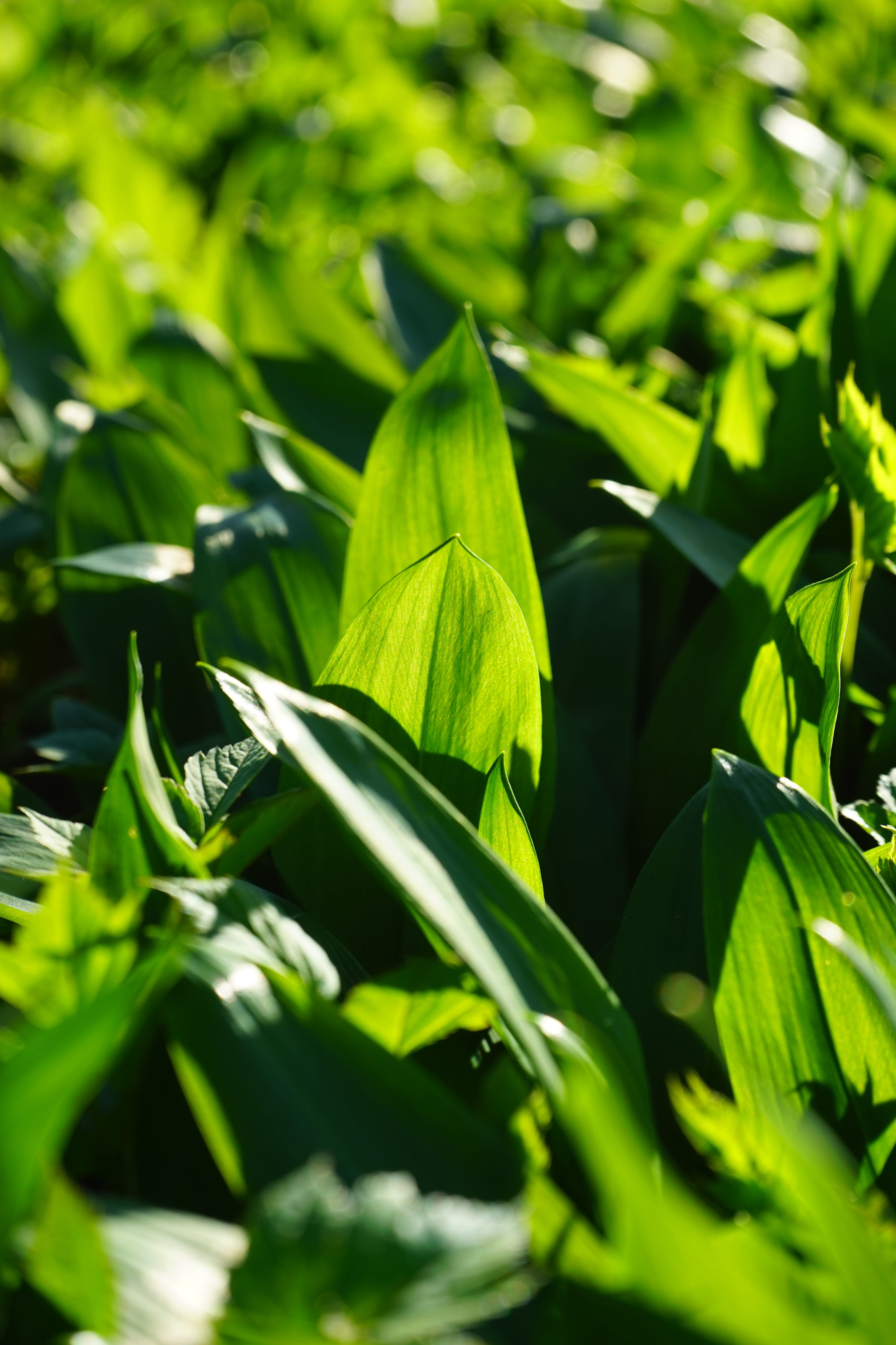 leaf, Allium Ursinum, young leaves, beauty in nature, freshness, garlic spinach, spring, allium, 5K, garlic leaves, close-up, vulnerability, day, lush foliage, Phone HD Wallpaper
