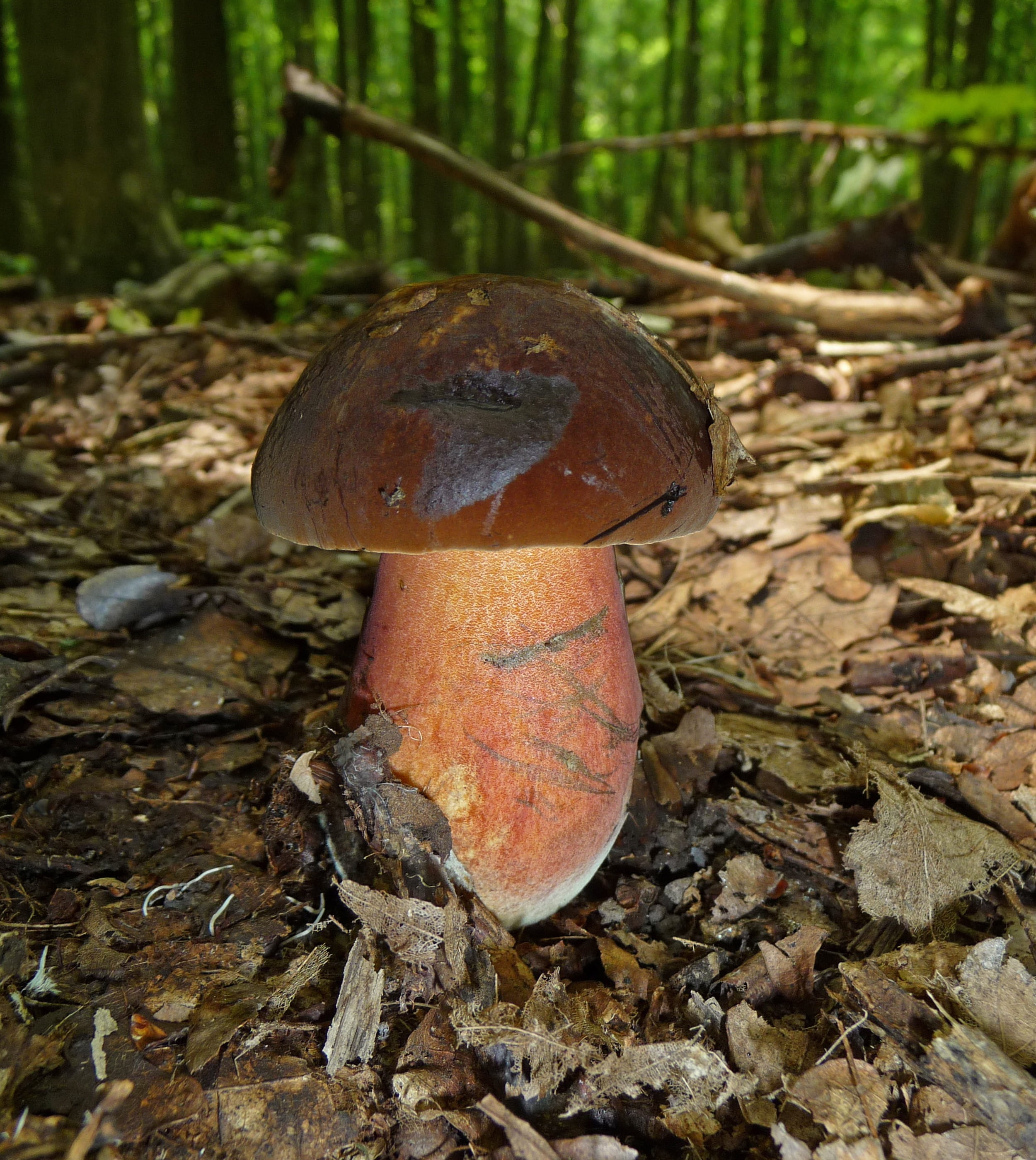 cepe, forest mushroom, Stalk, freshness, leaf, organic, no people, focus on foreground, nature, autumn, beauty in nature, dickröhrling, flakes stalk witches suillus, Phone HD Wallpaper