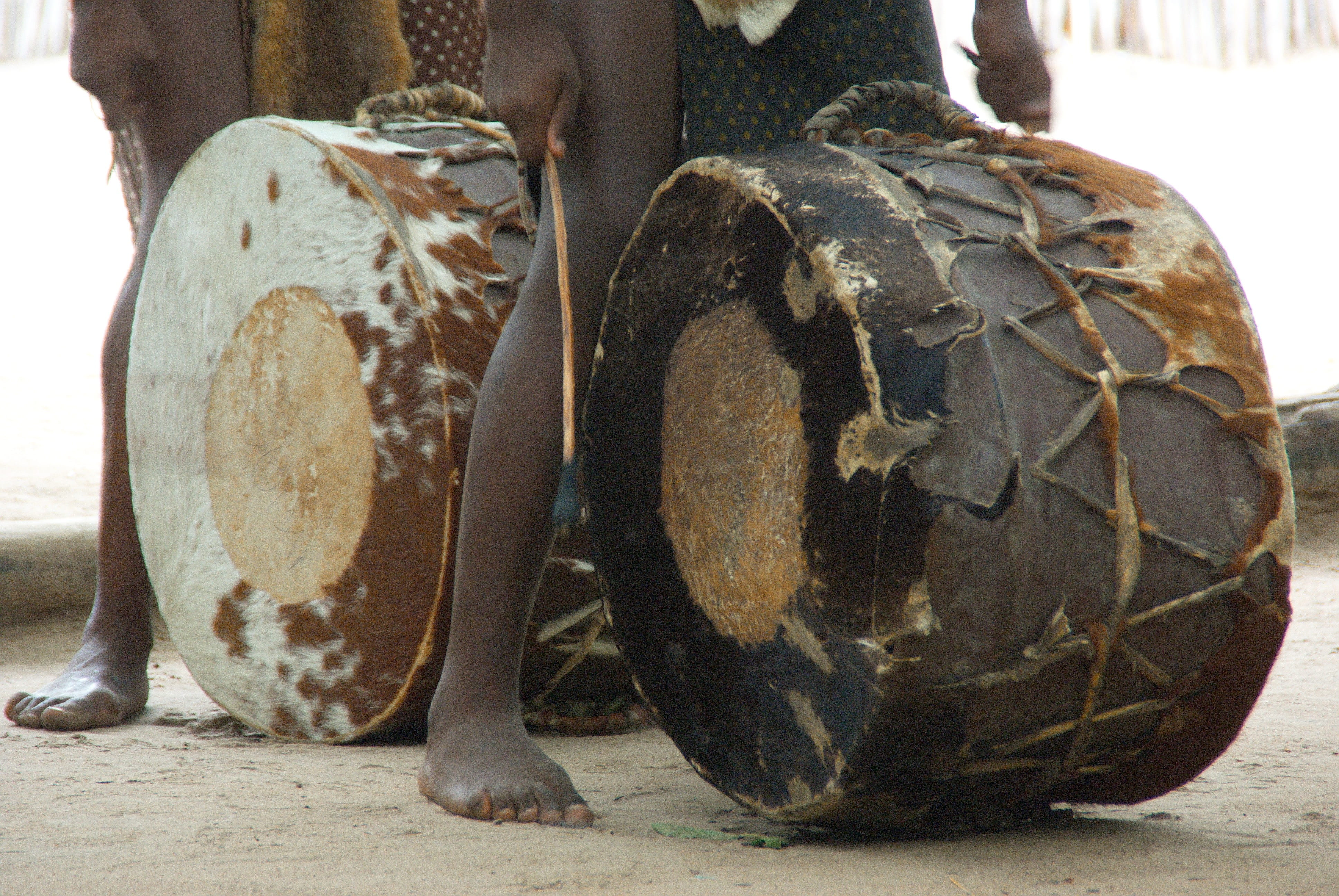 musical instrument, ethnic, animal wildlife, arts culture and entertainment, close-up, mammal, healthy eating, south africa, music, front view, nature, HD Wallpaper