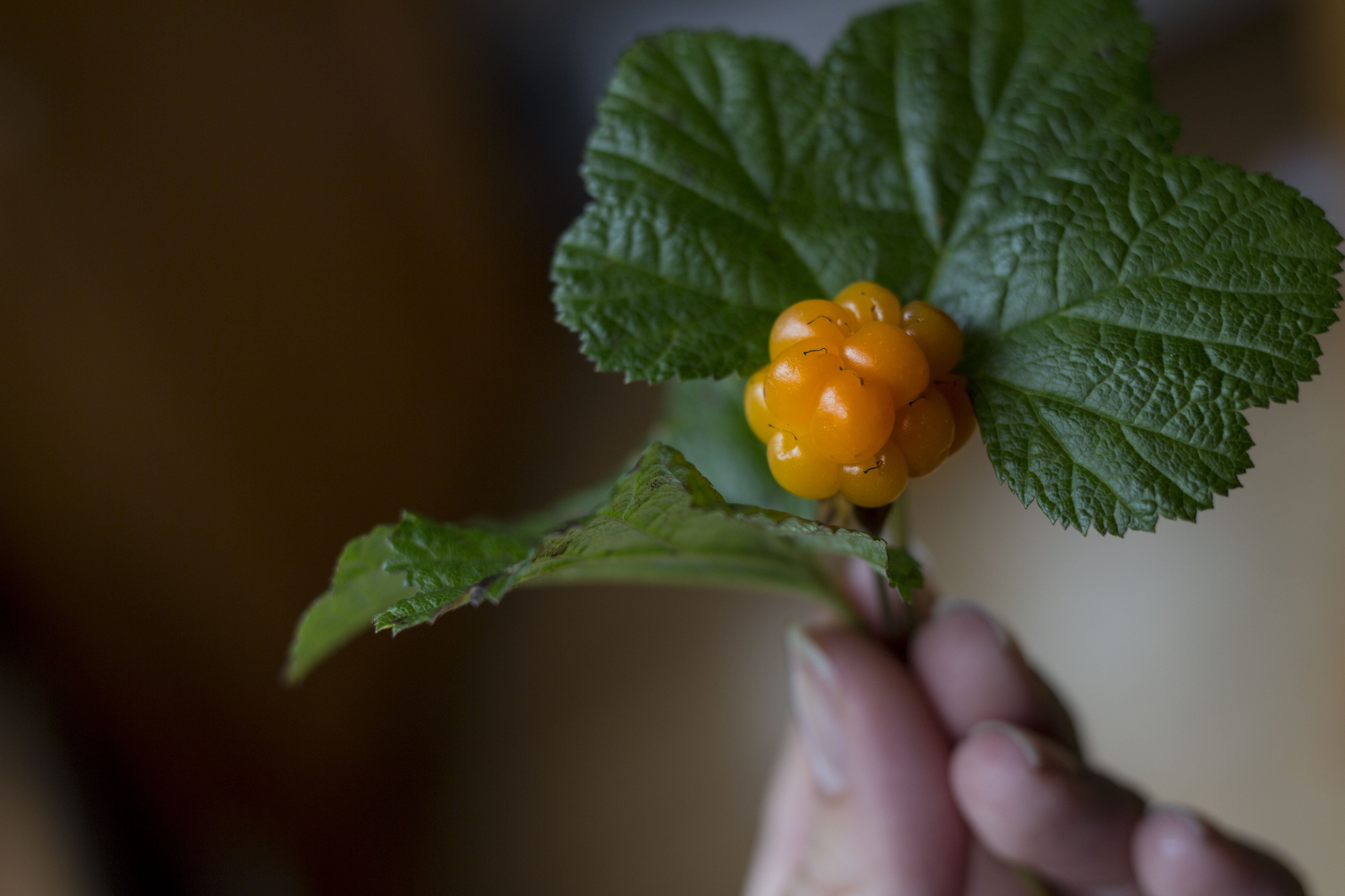 wild, dessert, orange, close-up, fresh, russia, healthy lifestyle, sweet, organic, 5K, karelia, cloudberry, healthy eating, nature, fruit, moroshka, hand, HD Wallpaper