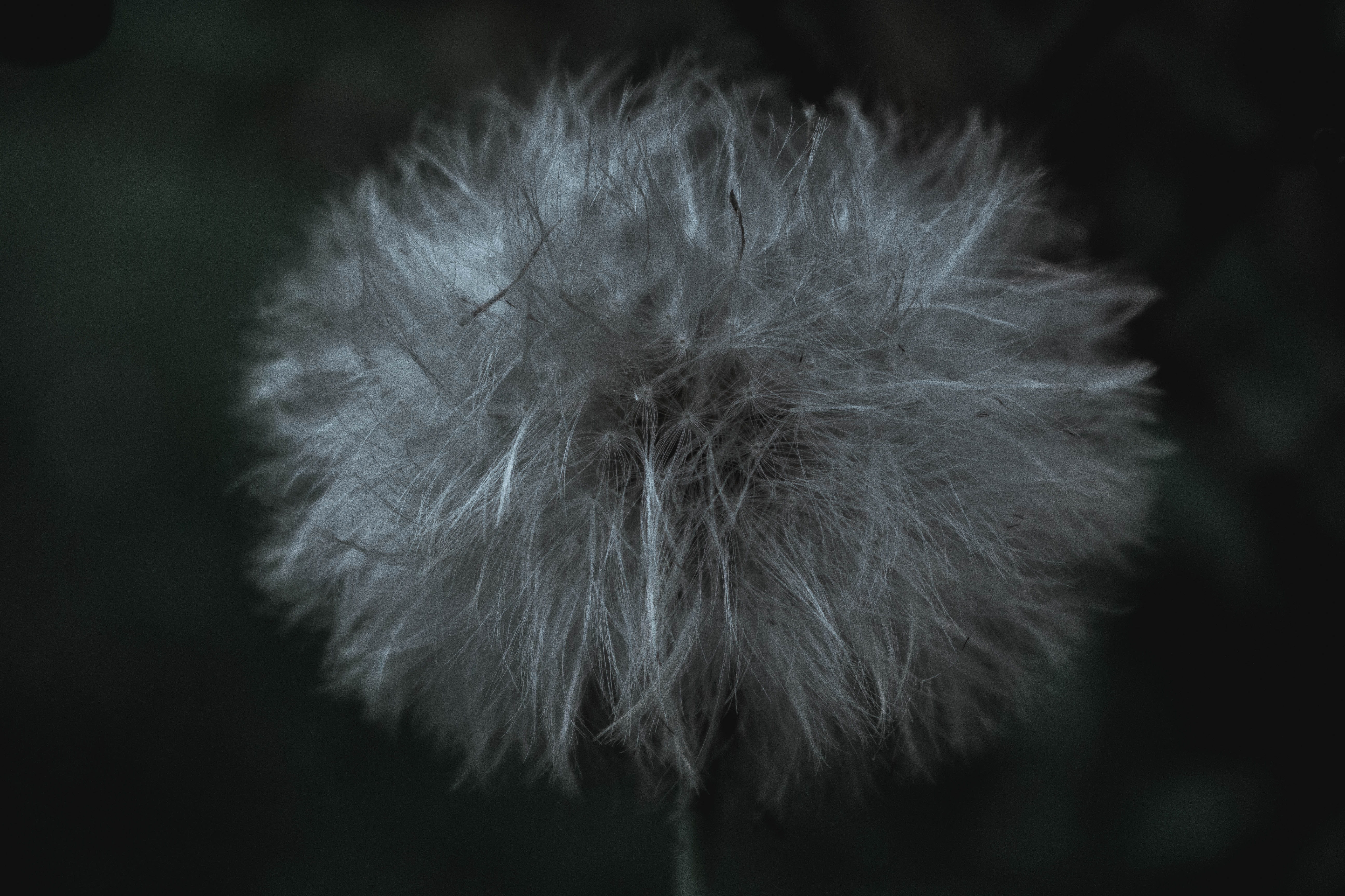 white color, outdoors, dandelion seed, witchcraft, dandelion, focus on foreground, softness, paganism, feather, freshness, pagans, flower head, 5K, witches, HD Wallpaper
