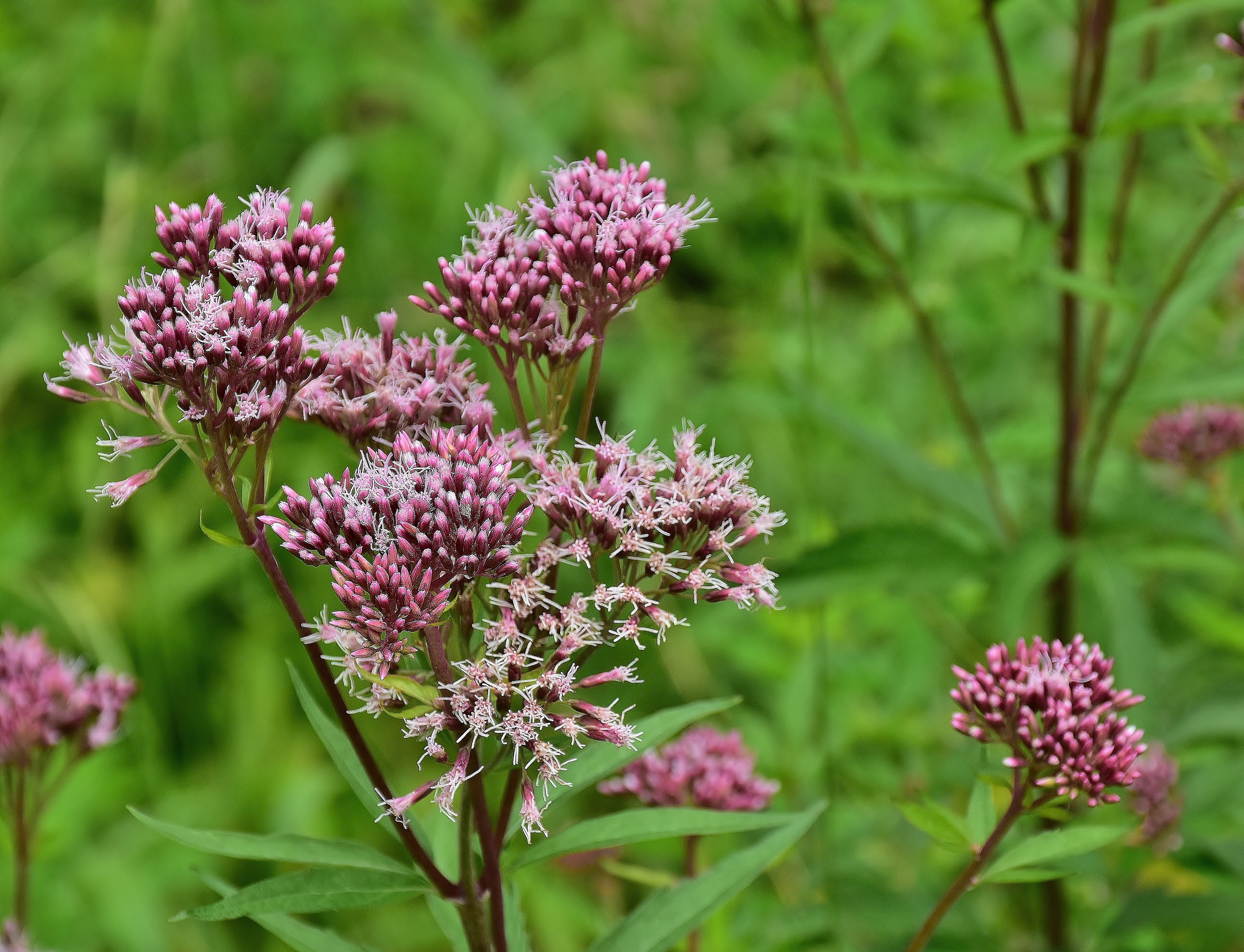 wild scarleye, castle herb, veltsalway, long sheaf of, petal, stag dress, ageratum, deer blue bugle or, liver comfort, hirschdost, weather herbal, lilac, HD Wallpaper