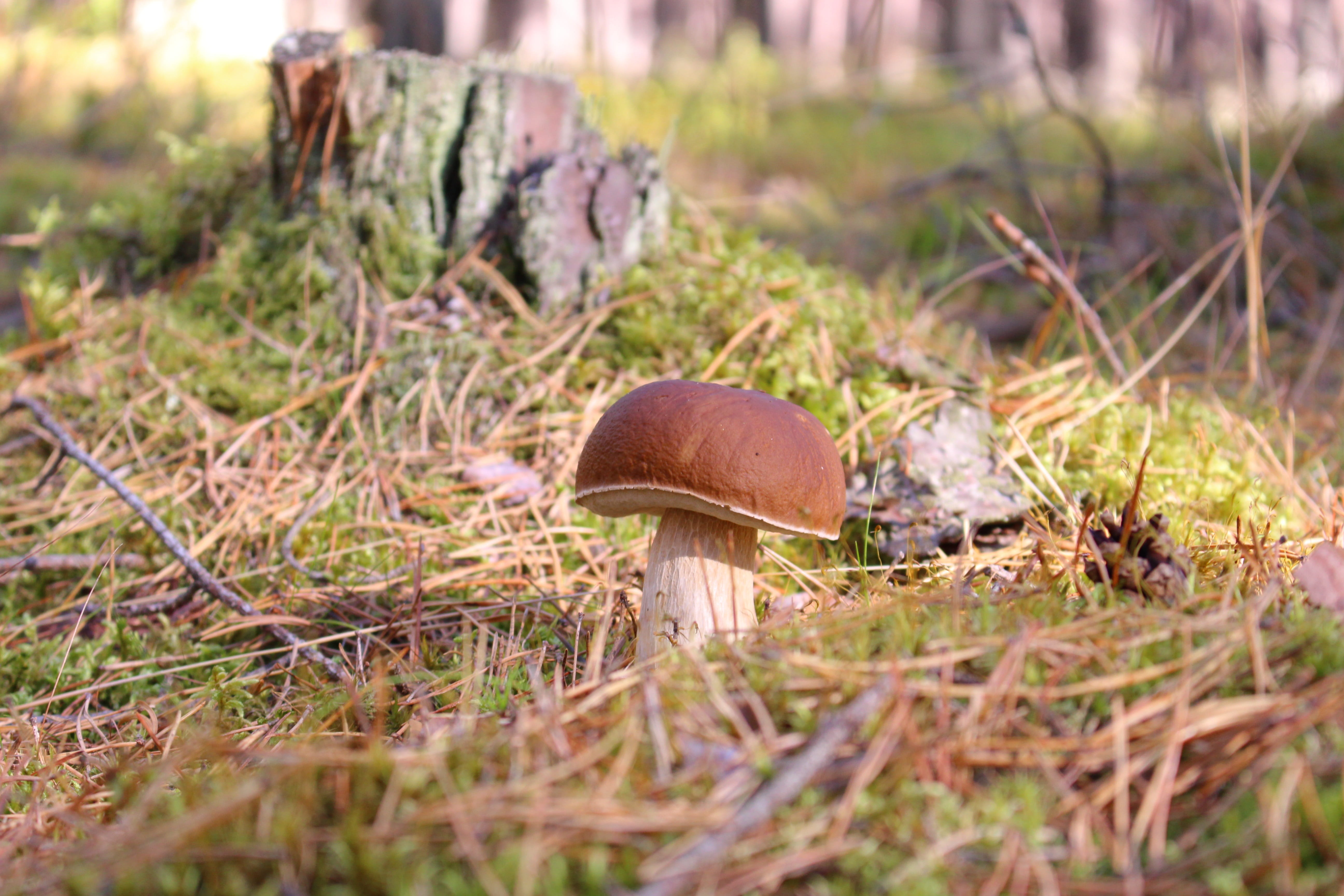 focus on foreground, forest, grass, plant, land, close-up, selective focus, day, poisonous, beauty in nature, vegetable, no people, outdoors, toadstool, HD Wallpaper